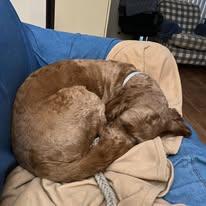 Enlarge Ryker, an adopted Goldendoodle in Westland, MI image 2/2