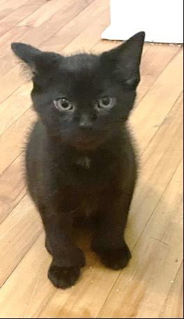 Bennu, ADOPTABLE, Kitten Male Domestic Short Hair.