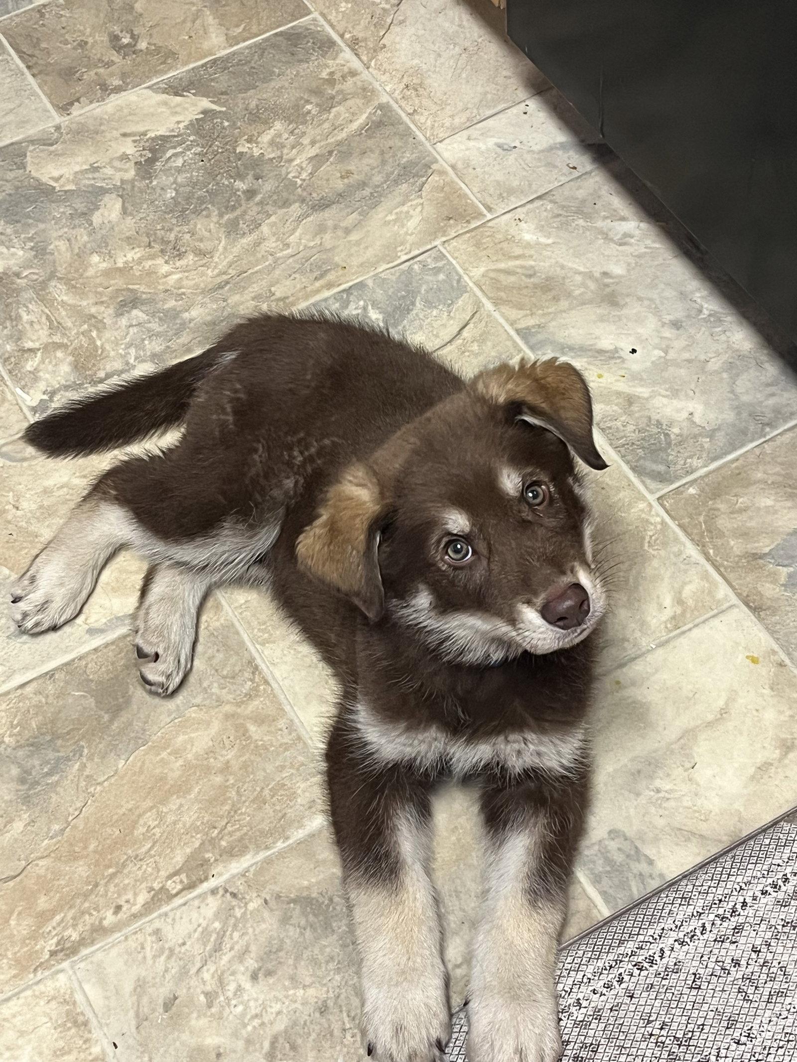 Enlarge PJ, a Adoptable Australian Shepherd in Polson, MT image 1/3