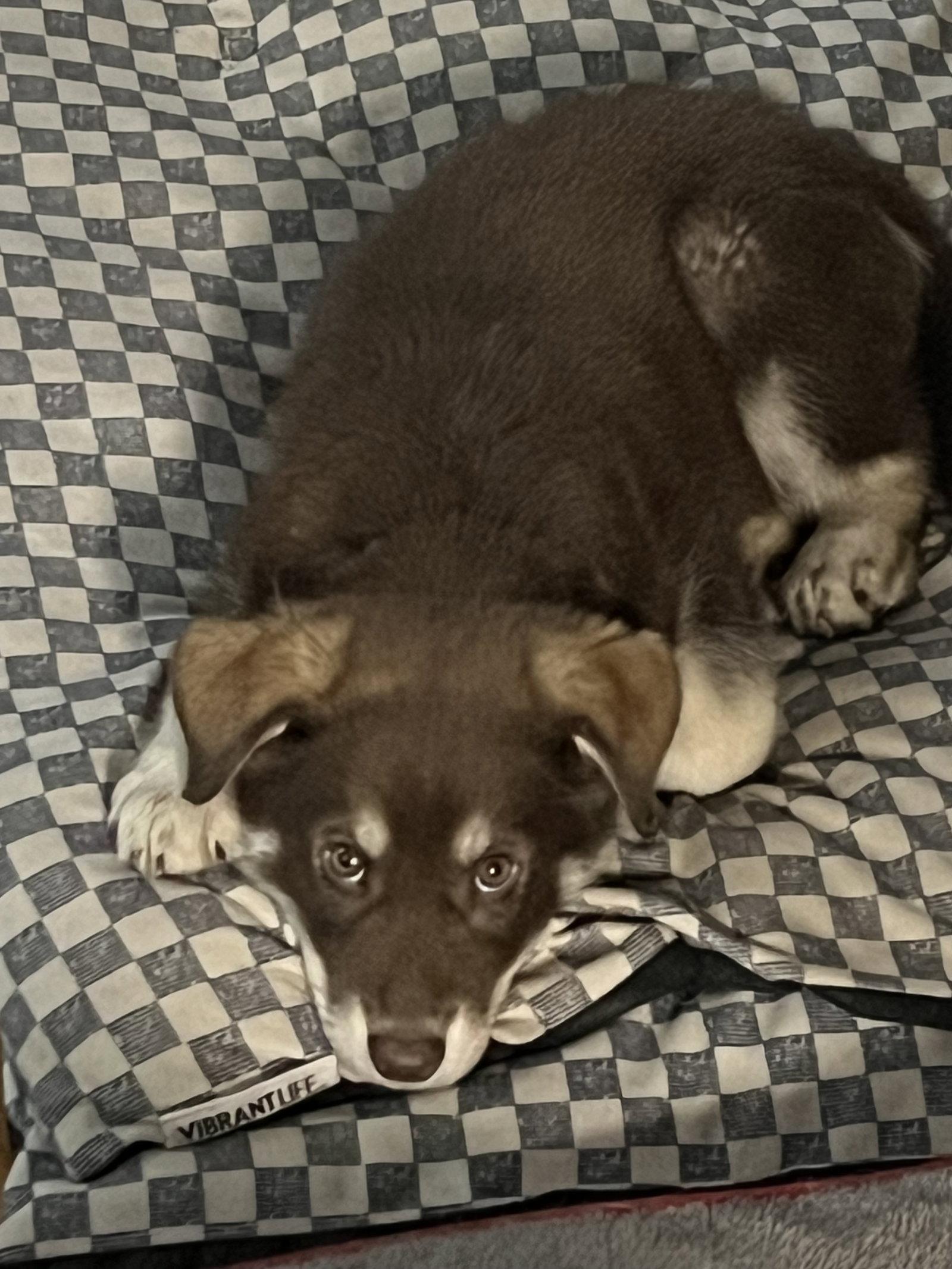 Enlarge PJ, a Adoptable Australian Shepherd in Polson, MT image 2/3