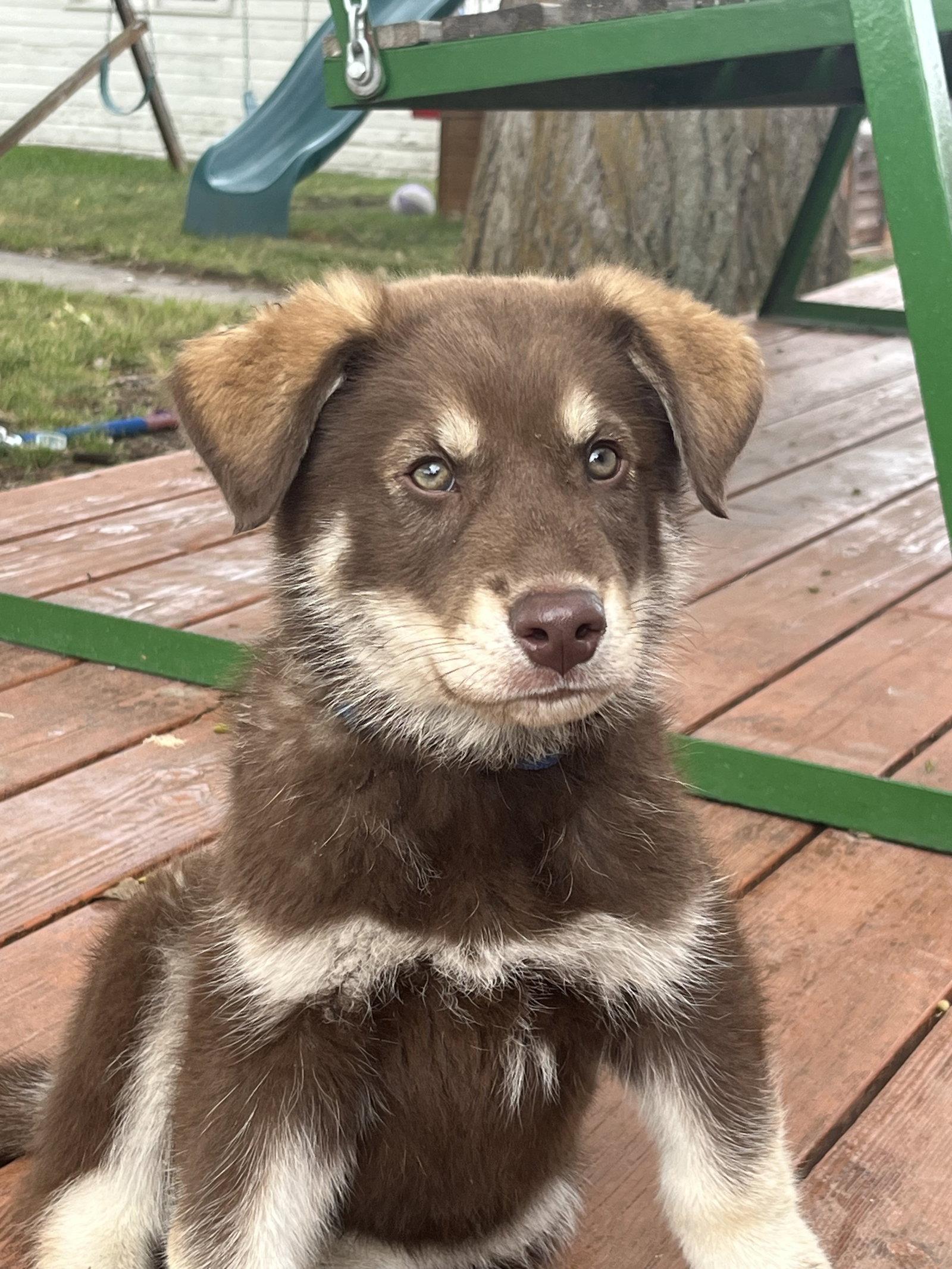 Enlarge PJ, a Adoptable Australian Shepherd in Polson, MT image 3/3