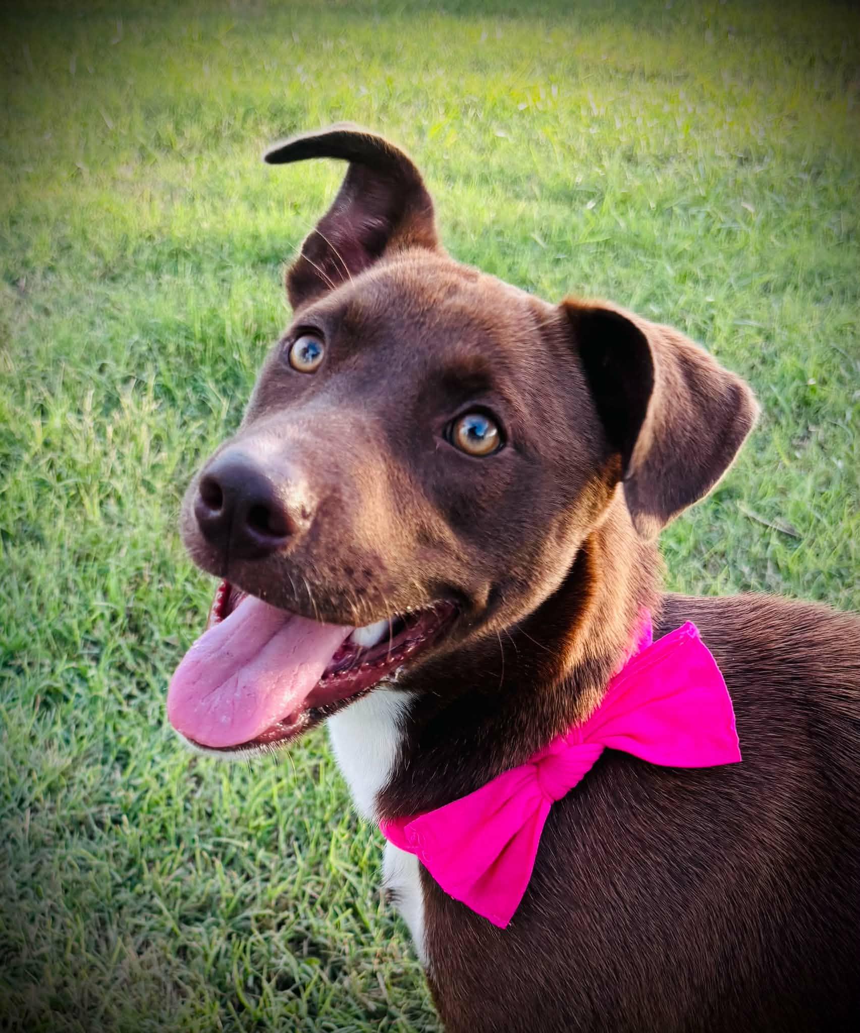 Duchess, a Adoptable mixed breed in Chester , VA image 1/6