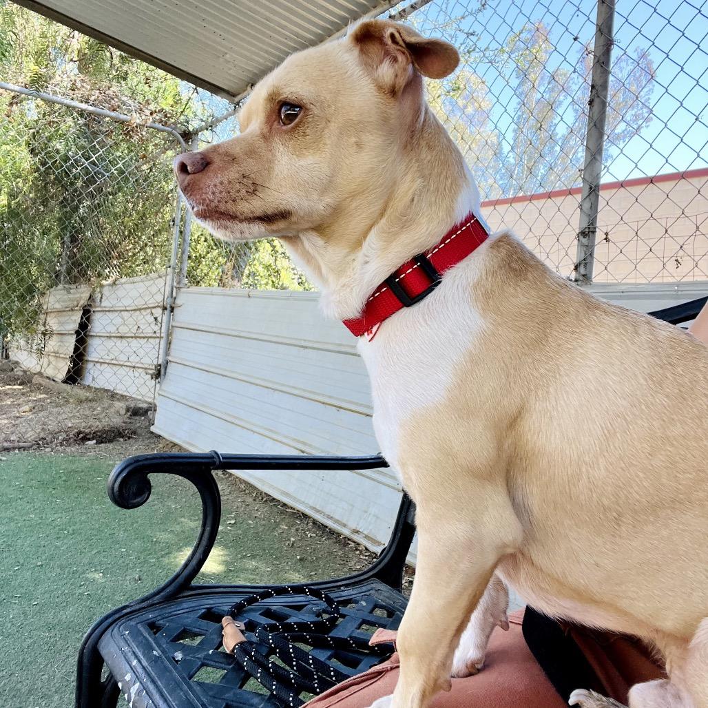 Simba, Adoptable, Adult Male Chihuahua & Mixed Breed.