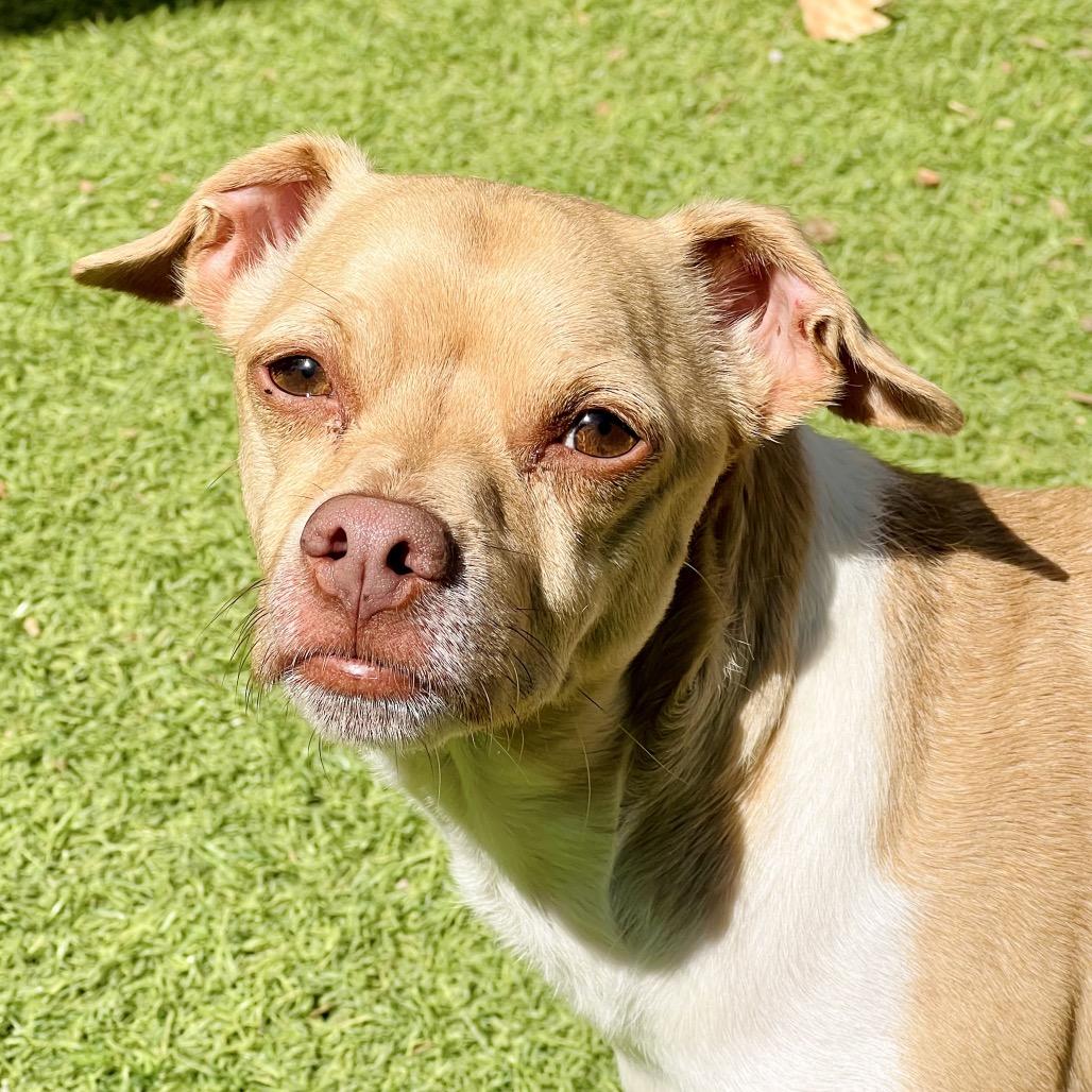 Enlarge Simba, a Adoptable mixed breed in Ojai, CA image 2/5