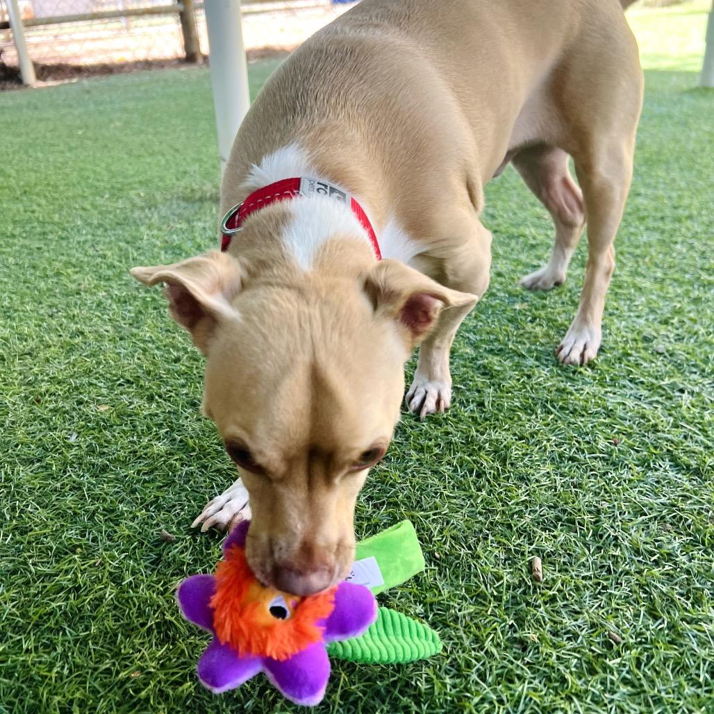 Enlarge Simba, a Adoptable mixed breed in Ojai, CA image 3/5
