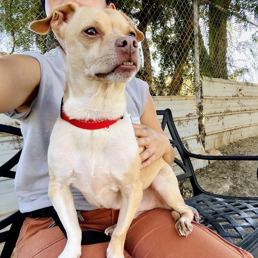 Enlarge Simba, a Adoptable mixed breed in Ojai, CA image 4/5