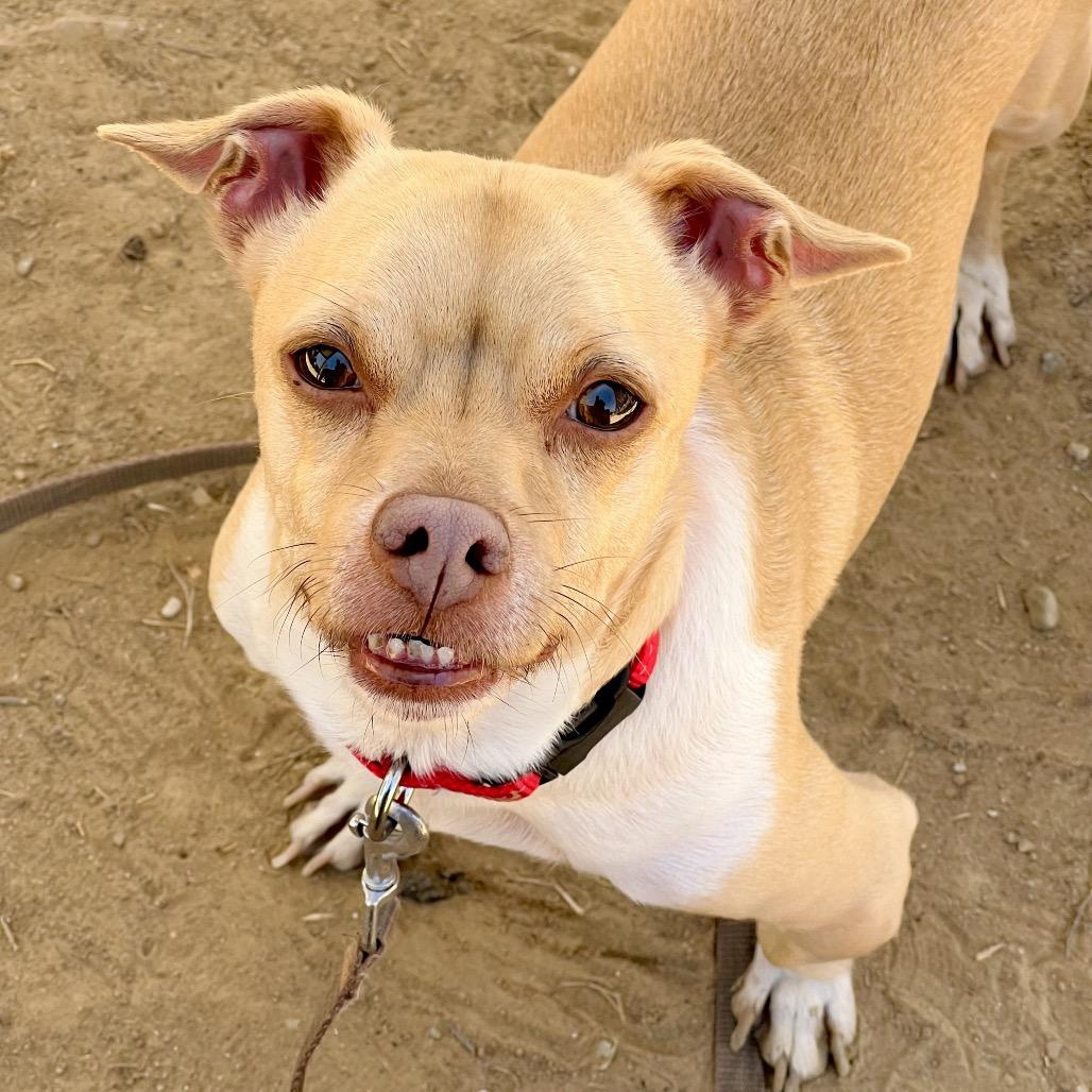 Enlarge Simba, a Adoptable mixed breed in Ojai, CA image 5/5