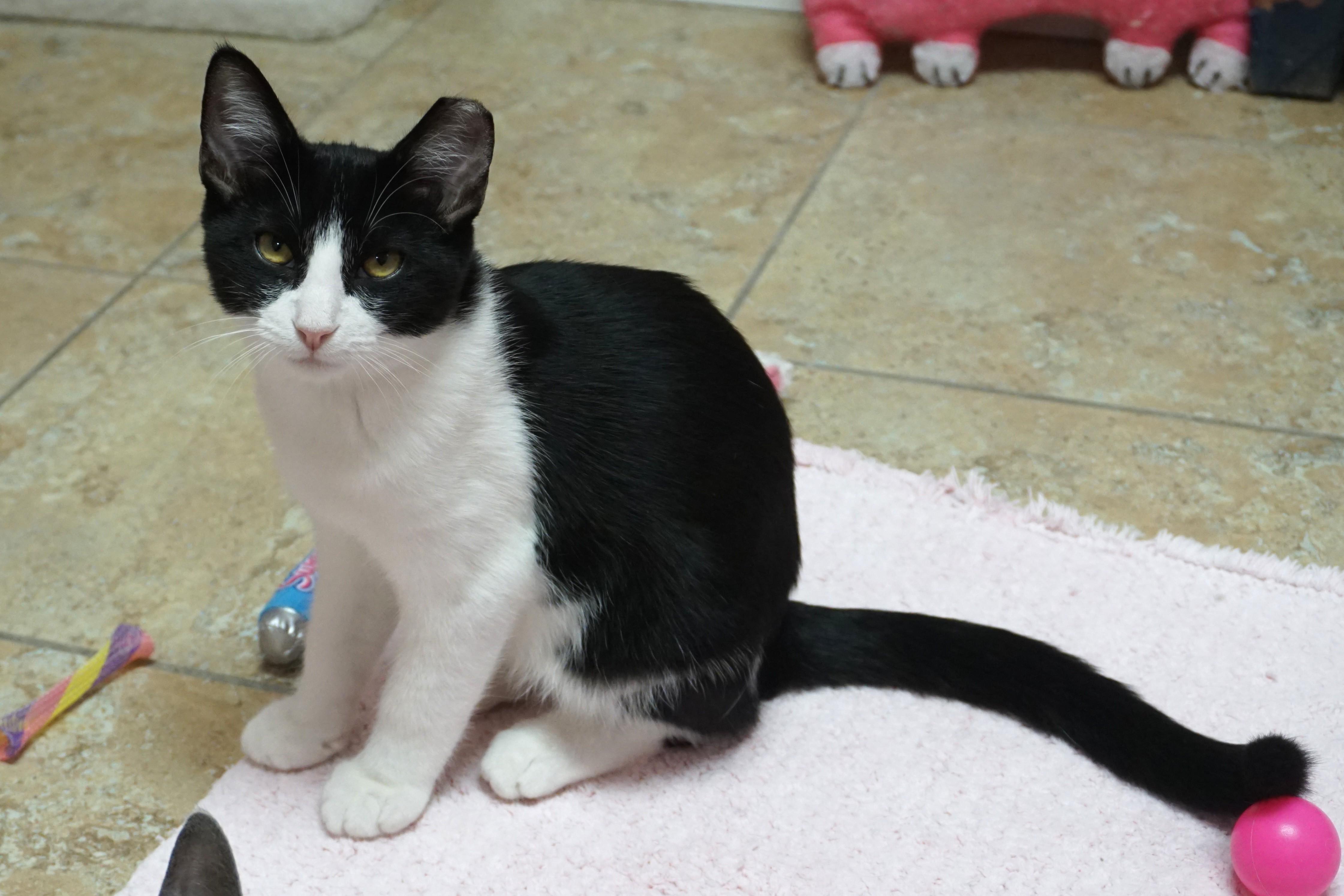 Enlarge Cow, a Adoptable Domestic Short Hair in Fountain Hills, AZ image 5/6