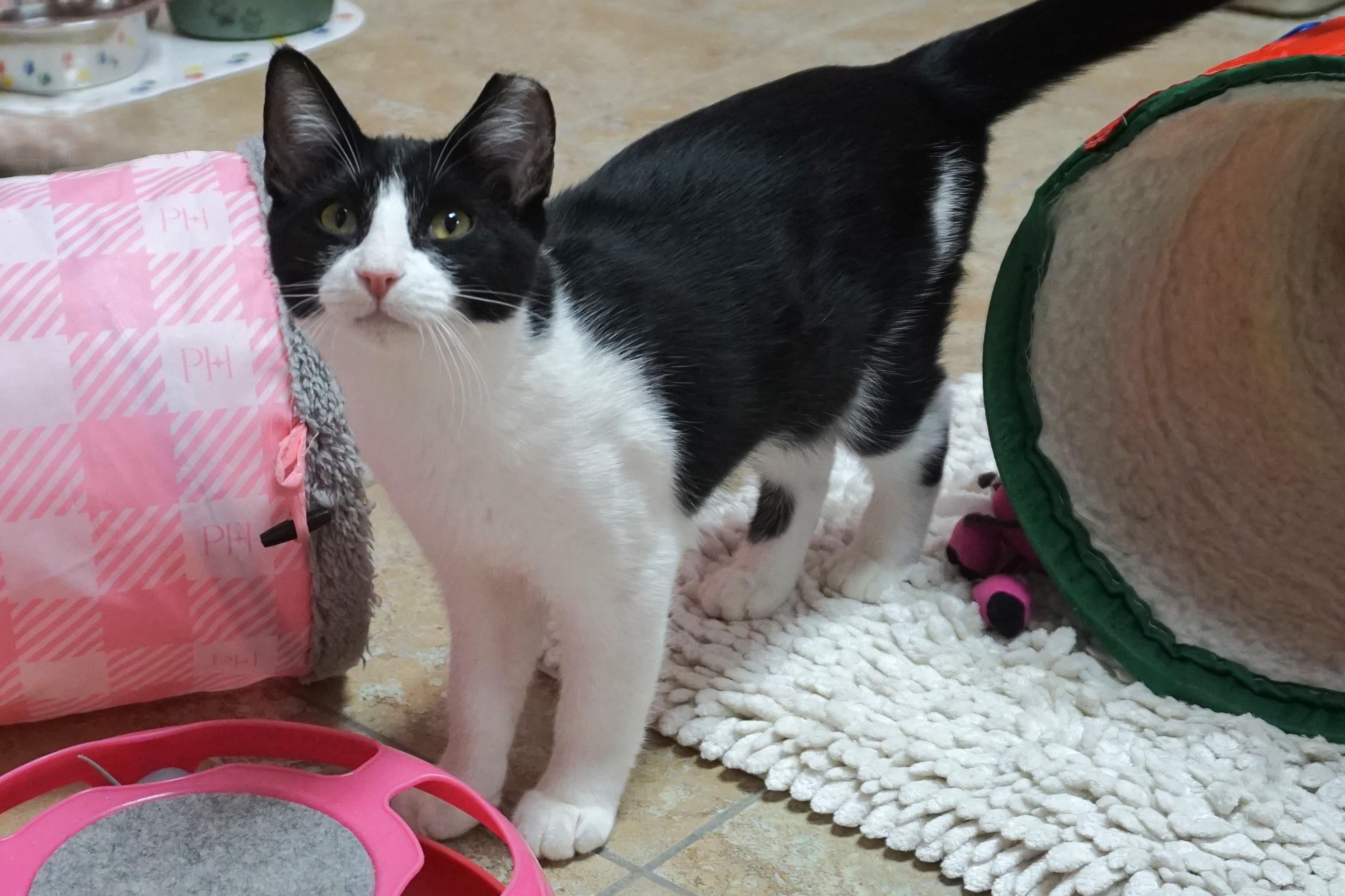 Enlarge Cow, a Adoptable Domestic Short Hair in Fountain Hills, AZ image 2/6