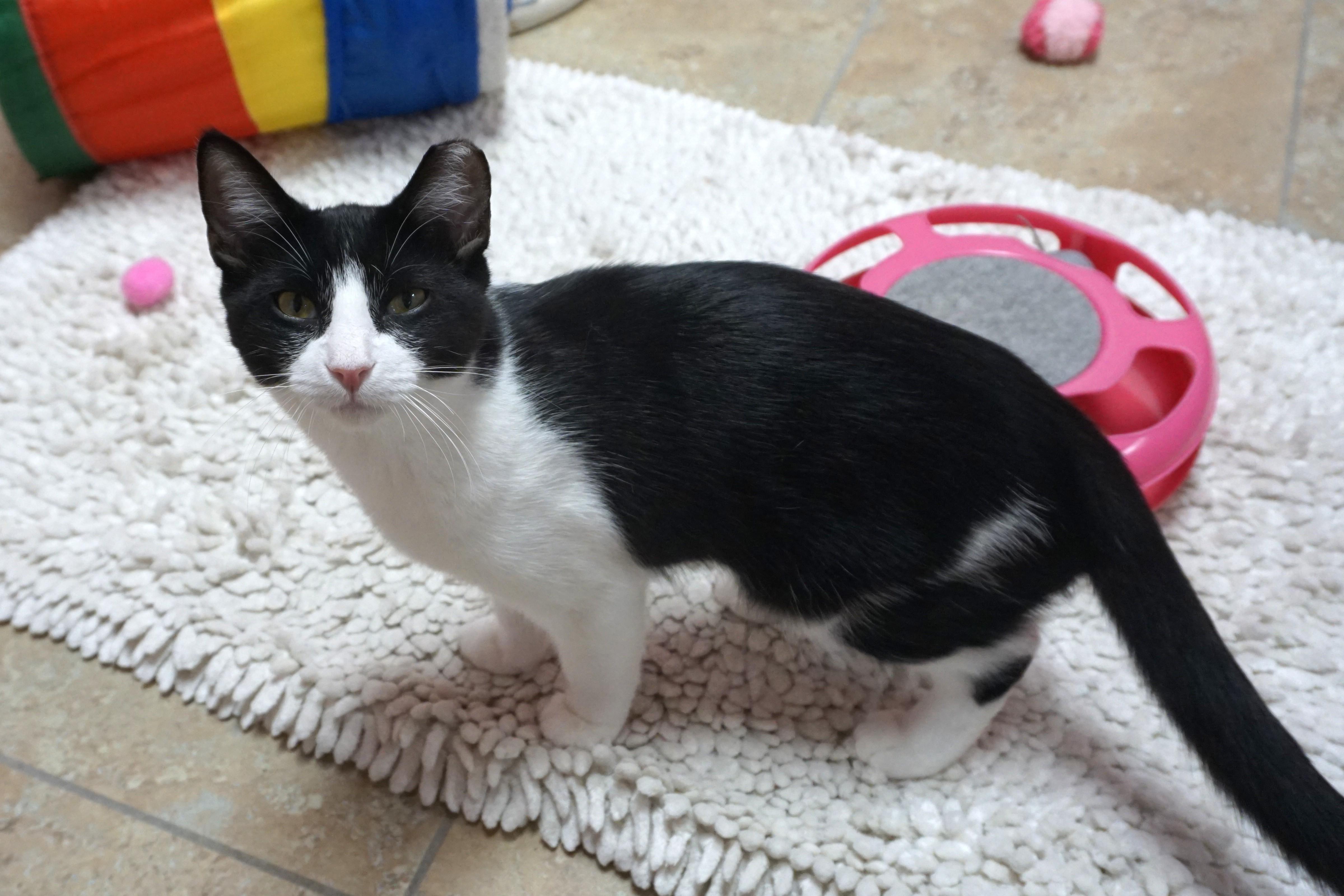 Enlarge Cow, a Adoptable Domestic Short Hair in Fountain Hills, AZ image 1/6