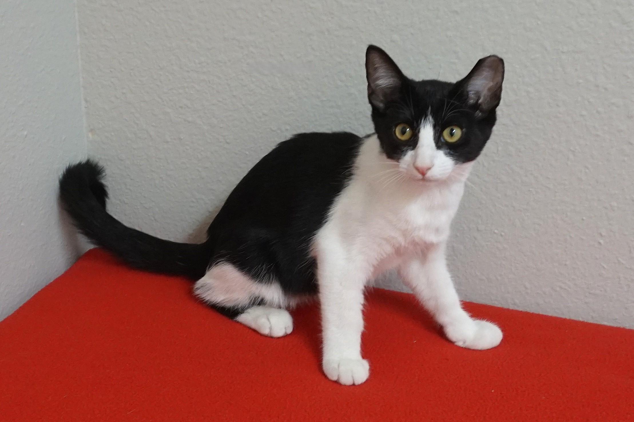 Enlarge Cow, a Adoptable Domestic Short Hair in Fountain Hills, AZ image 6/6