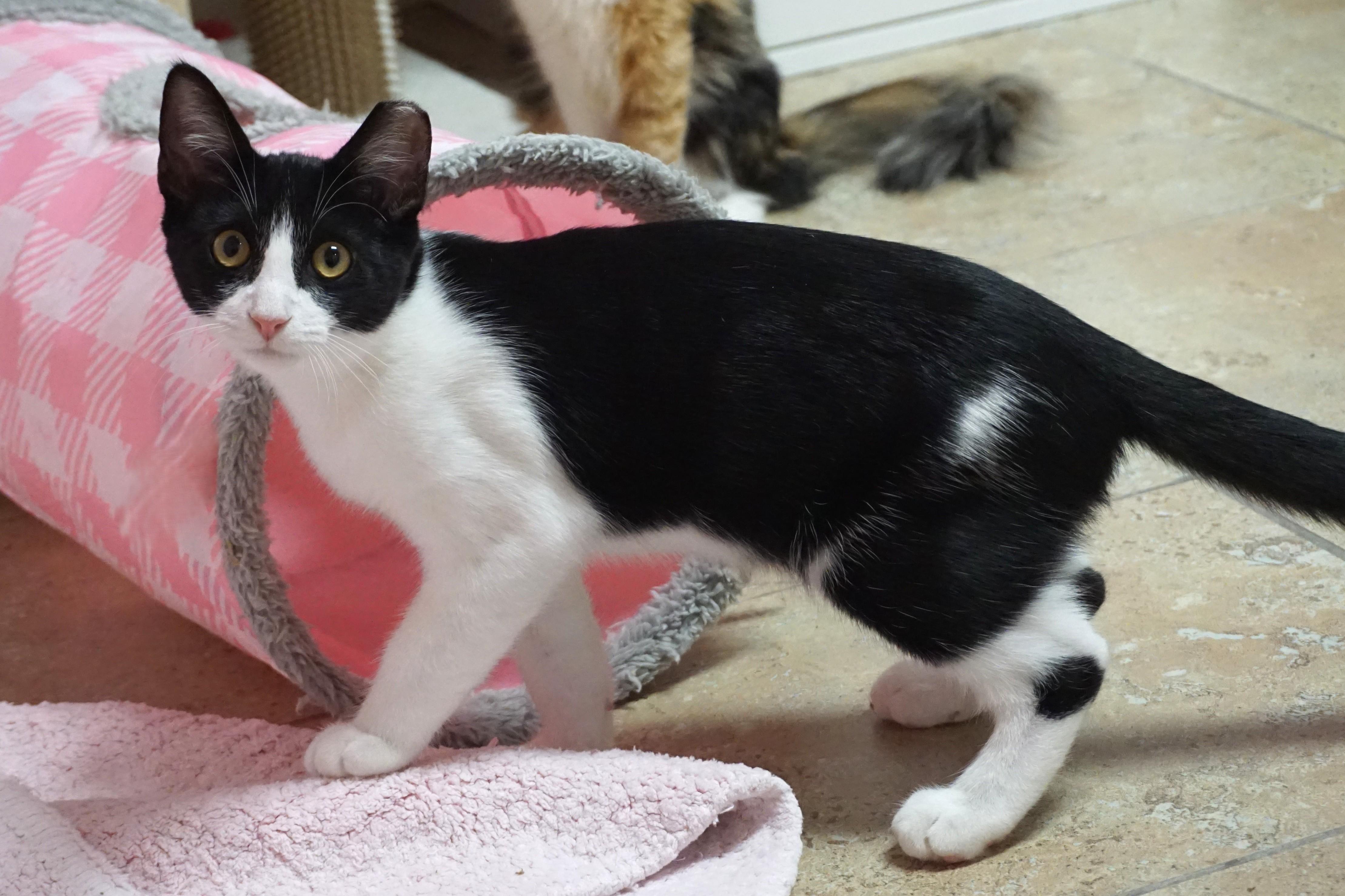 Enlarge Cow, a Adoptable Domestic Short Hair in Fountain Hills, AZ image 4/6