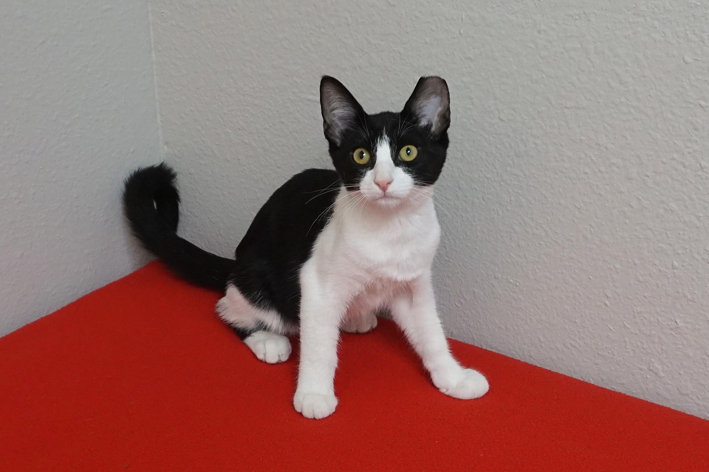 Enlarge Cow, a Adoptable Domestic Short Hair in Fountain Hills, AZ image 3/6