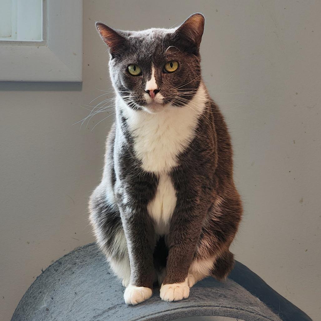 Enlarge Rita, a Adoptable mixed breed in Toms Brook, VA image 2/2