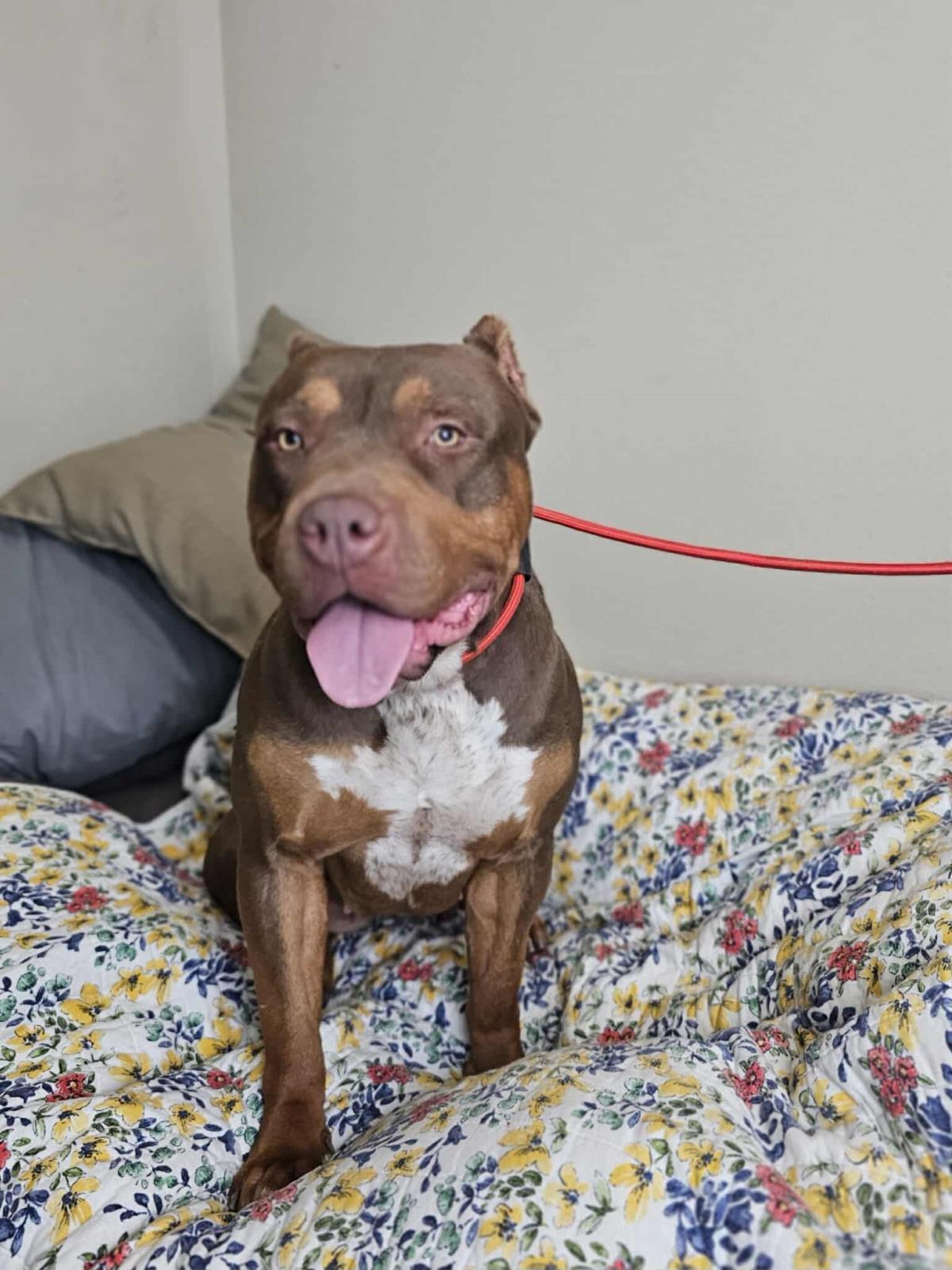 Enlarge Callie, a Adoptable mixed breed in Rockwall, TX image 1/3