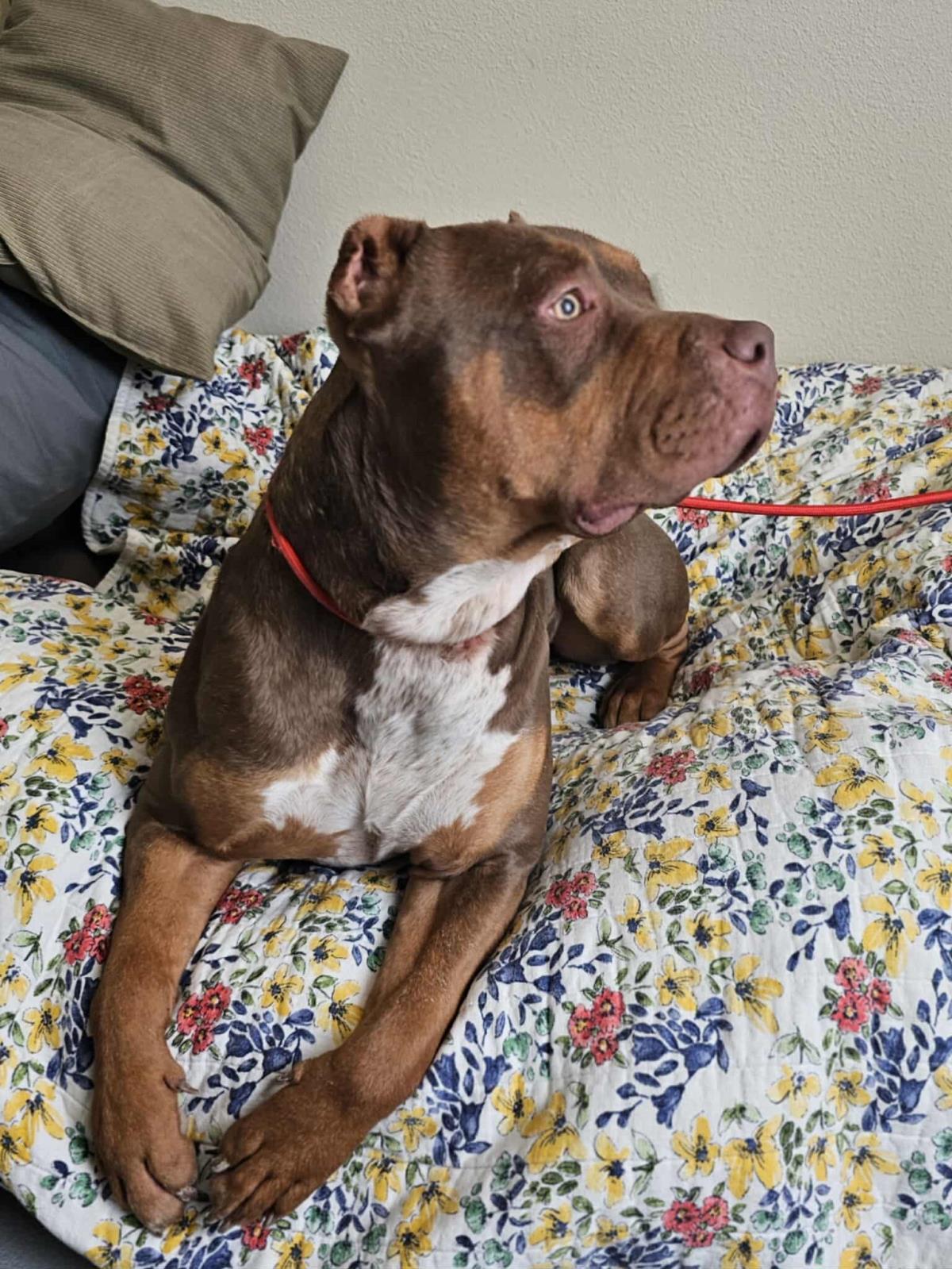 Enlarge Callie, a Adoptable mixed breed in Rockwall, TX image 2/3