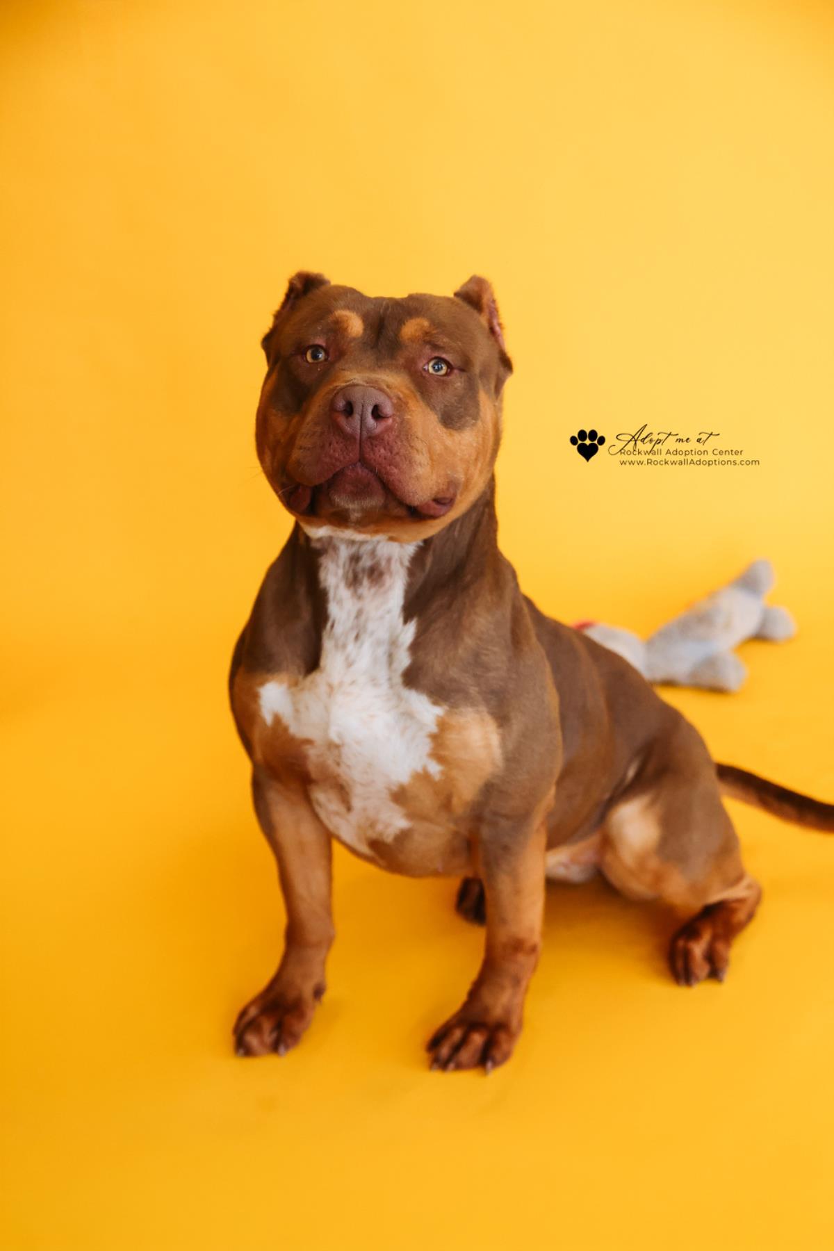 Enlarge Callie, a Adoptable mixed breed in Rockwall, TX image 3/3