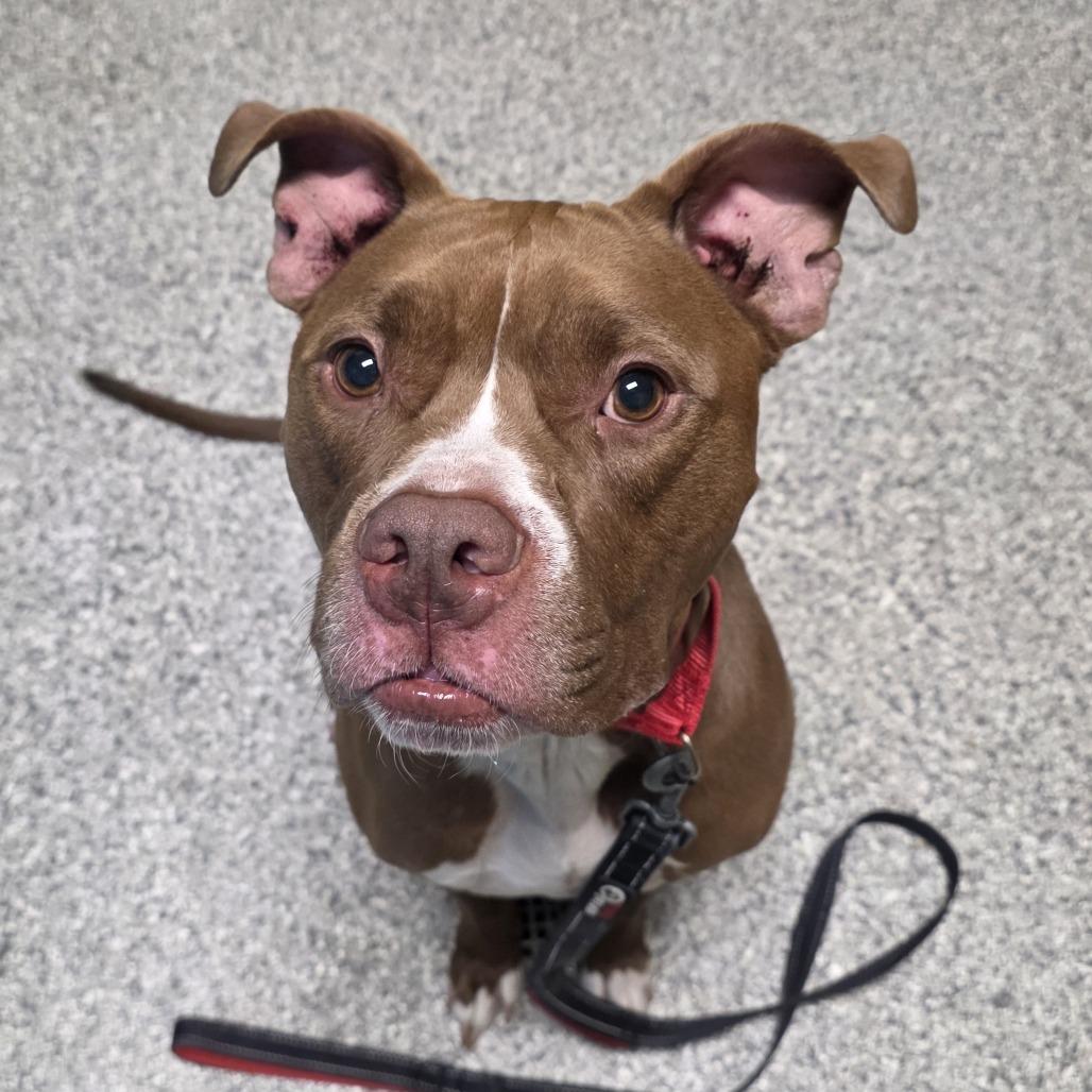 Maverick, Adoptable, Adult Male Pit Bull Terrier & Mixed Breed.