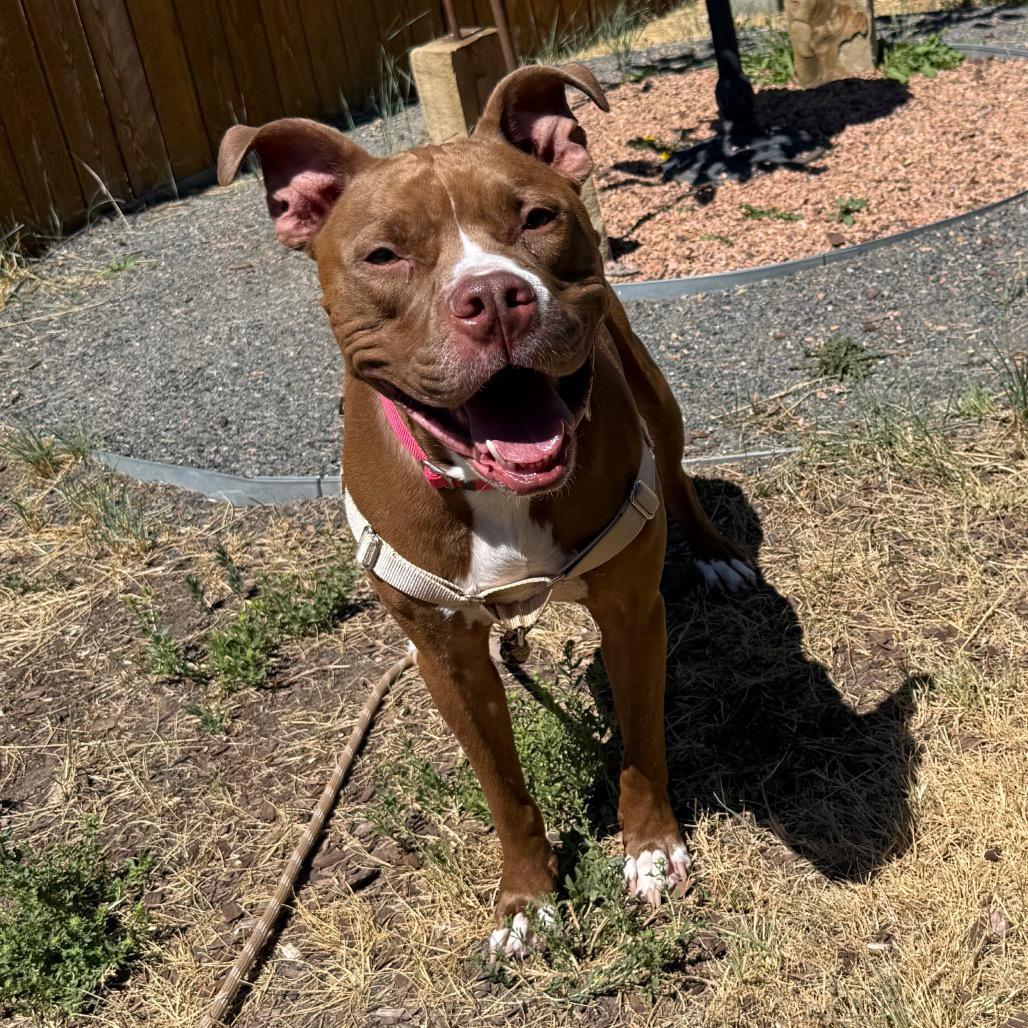 Maverick, a Adoptable mixed breed in Cheyenne, WY image 2/6
