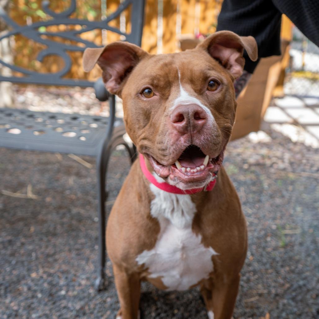 Maverick, a Adoptable mixed breed in Cheyenne, WY image 3/6