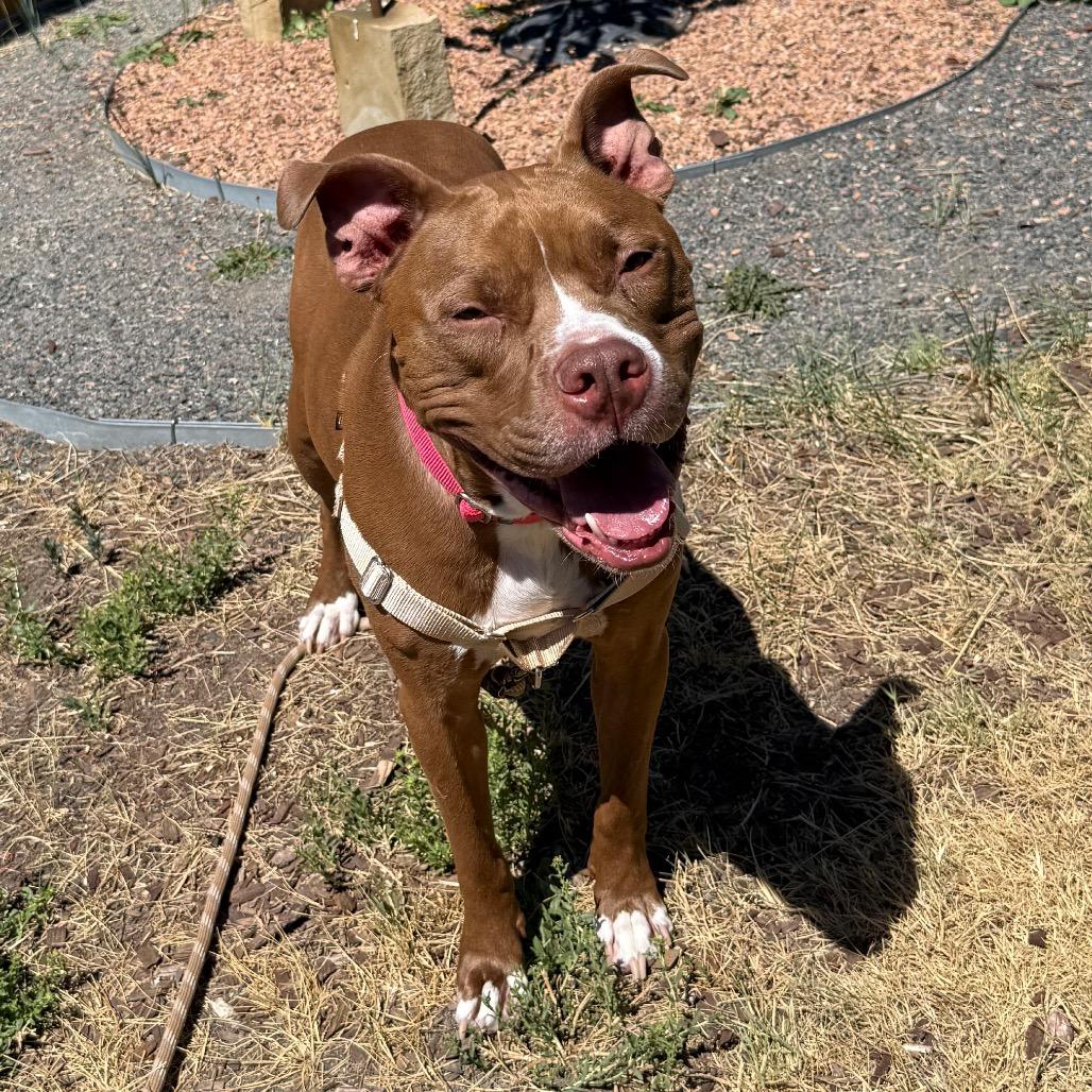 Maverick, a Adoptable mixed breed in Cheyenne, WY image 4/6