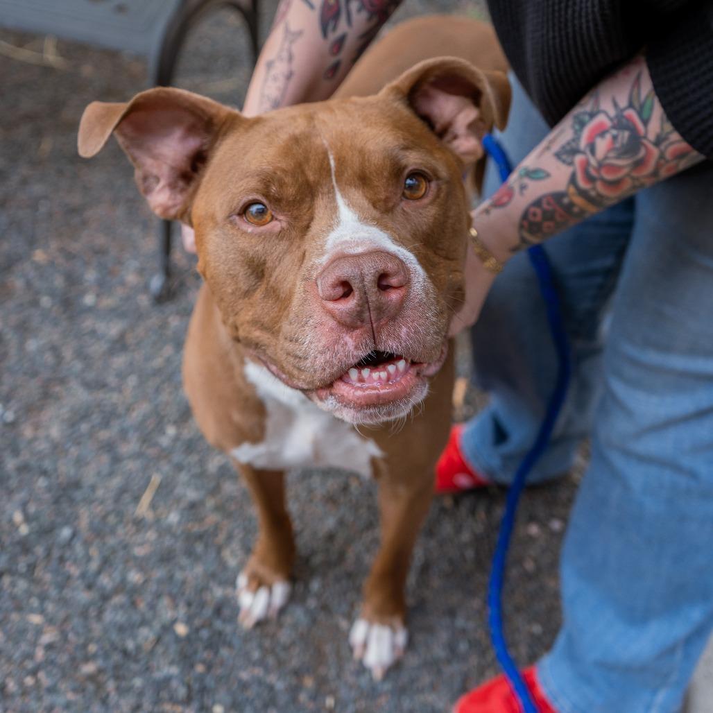 Maverick, a Adoptable mixed breed in Cheyenne, WY image 5/6