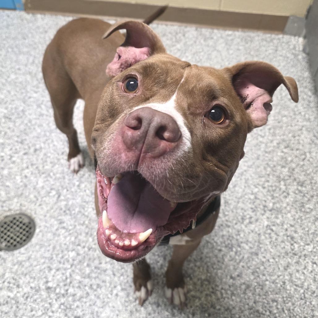 Maverick, a Adoptable mixed breed in Cheyenne, WY image 6/6