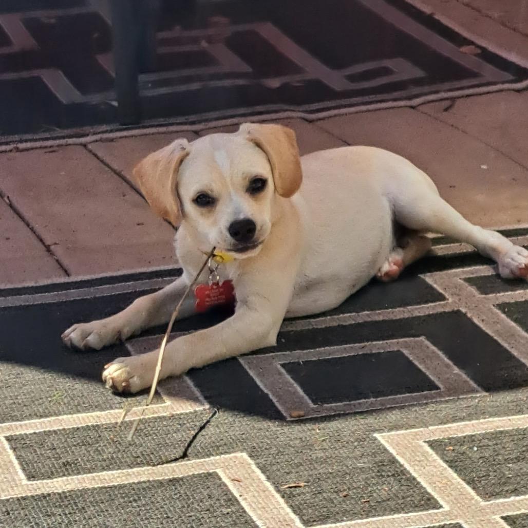 Aero, a Adoptable mixed breed in Oceanside, CA image 2/6