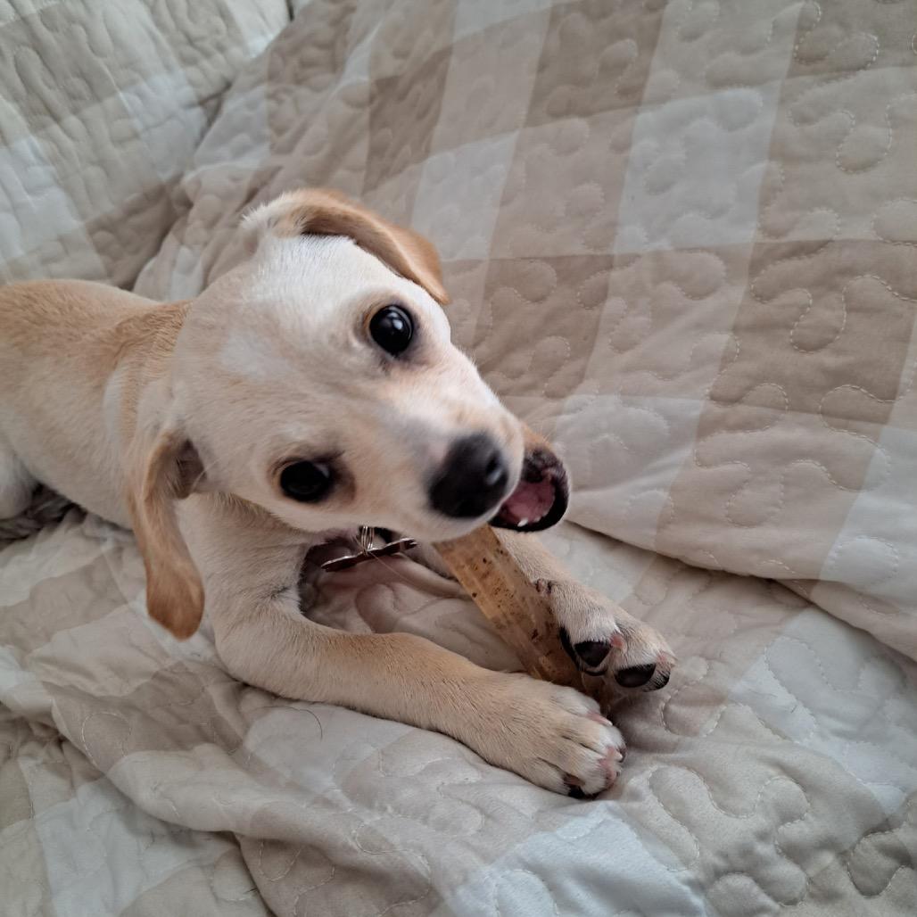 Aero, a Adoptable mixed breed in Oceanside, CA image 5/6