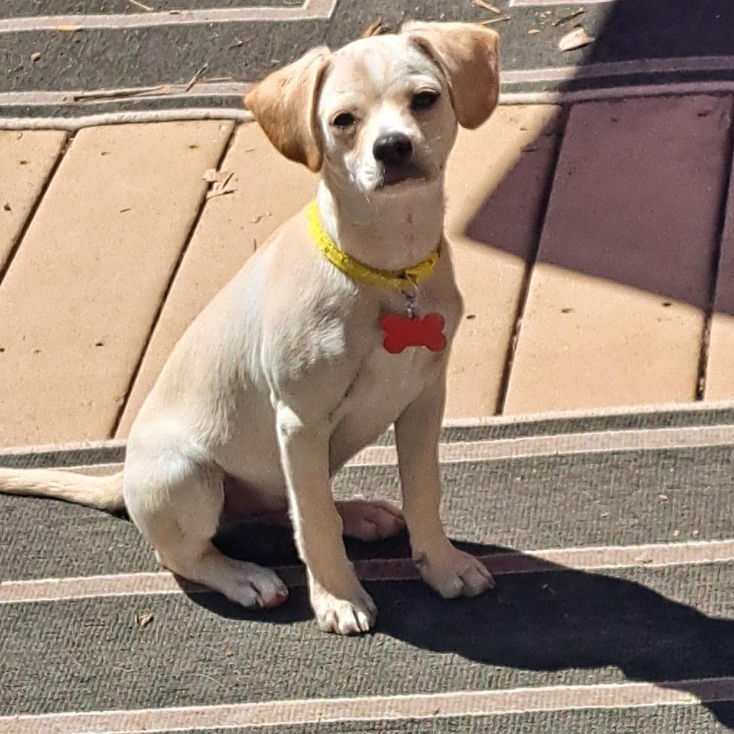 Aero, a Adoptable mixed breed in Oceanside, CA image 6/6
