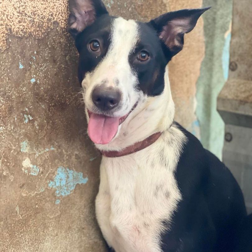 Abby, Adoptable, Young Female McNab.