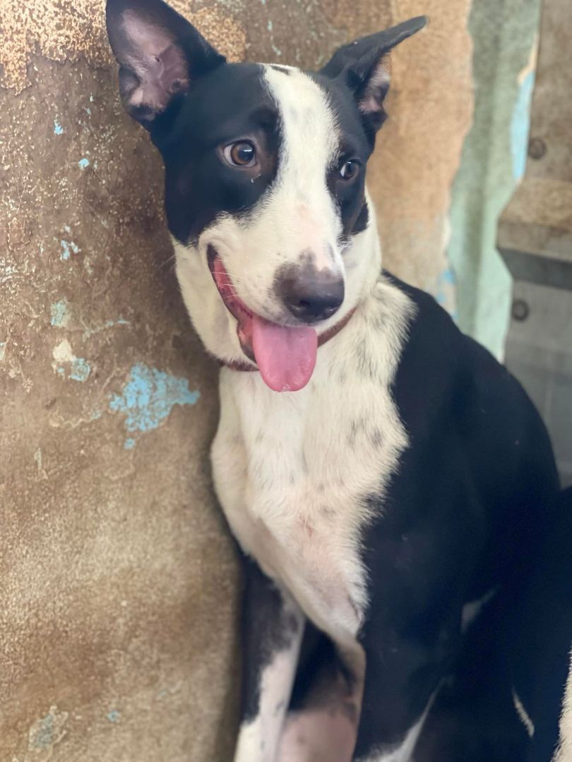 Abby, a Adoptable mixed breed in San Juan, PR image 2/6