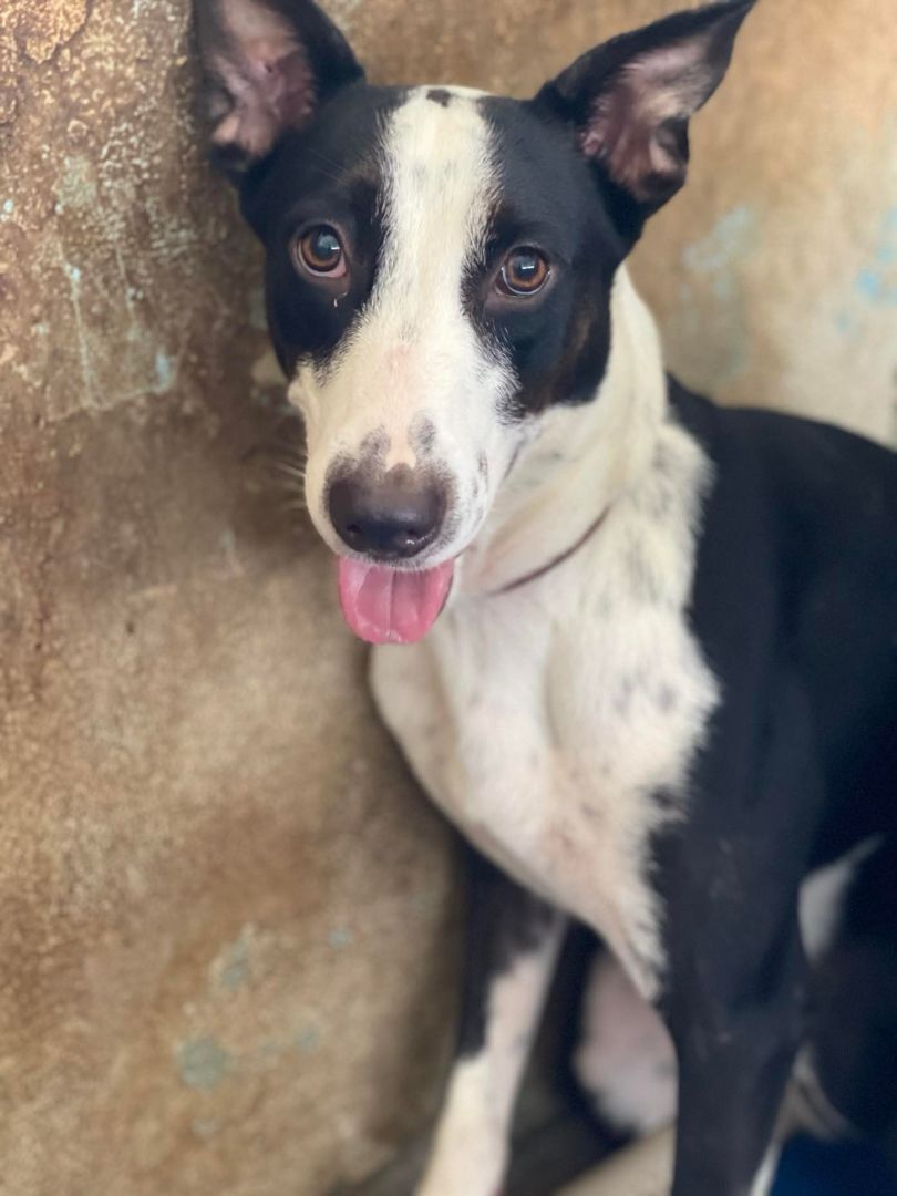 Abby, a Adoptable mixed breed in San Juan, PR image 3/6