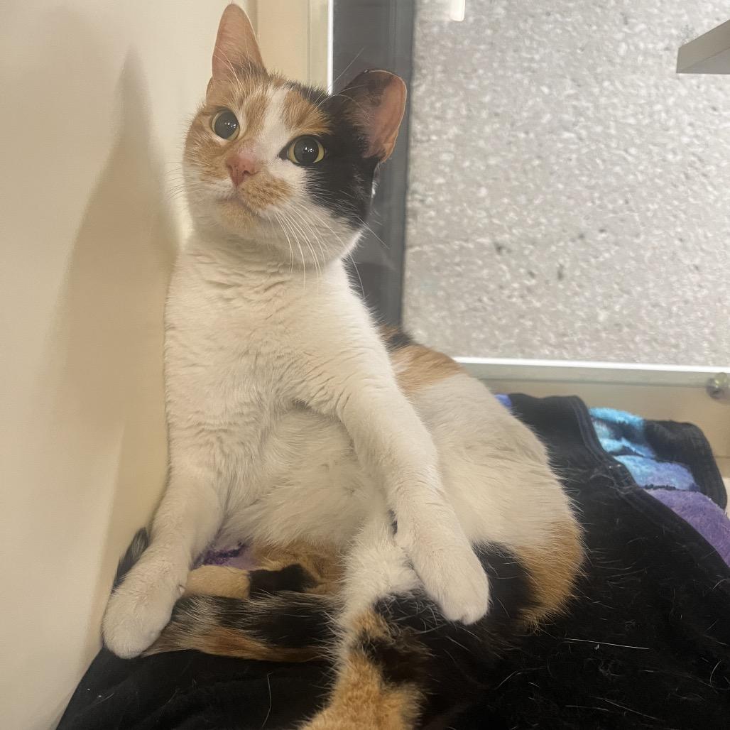 Koi, Adoptable, Adult Female Domestic Short Hair.