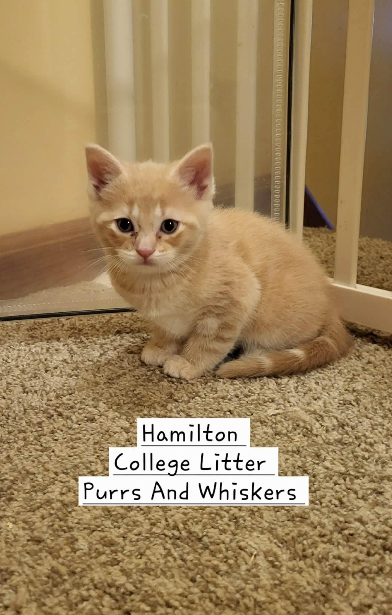 Enlarge Hamilton, a Adoptable Domestic Short Hair in New Hartford, NY image 1/1