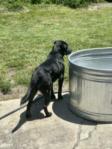 Rico, an adopted Flat-Coated Retriever in Laguna Beach, CA image 2/6
