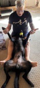 Rico, an adopted Flat-Coated Retriever in Laguna Beach, CA image 3/6