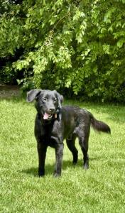Rico, an adopted Flat-Coated Retriever in Laguna Beach, CA image 4/6