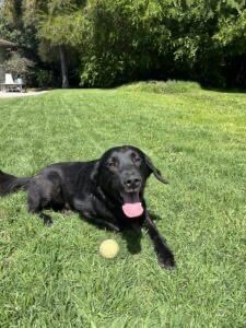 Rico, an adopted Flat-Coated Retriever in Laguna Beach, CA image 5/6