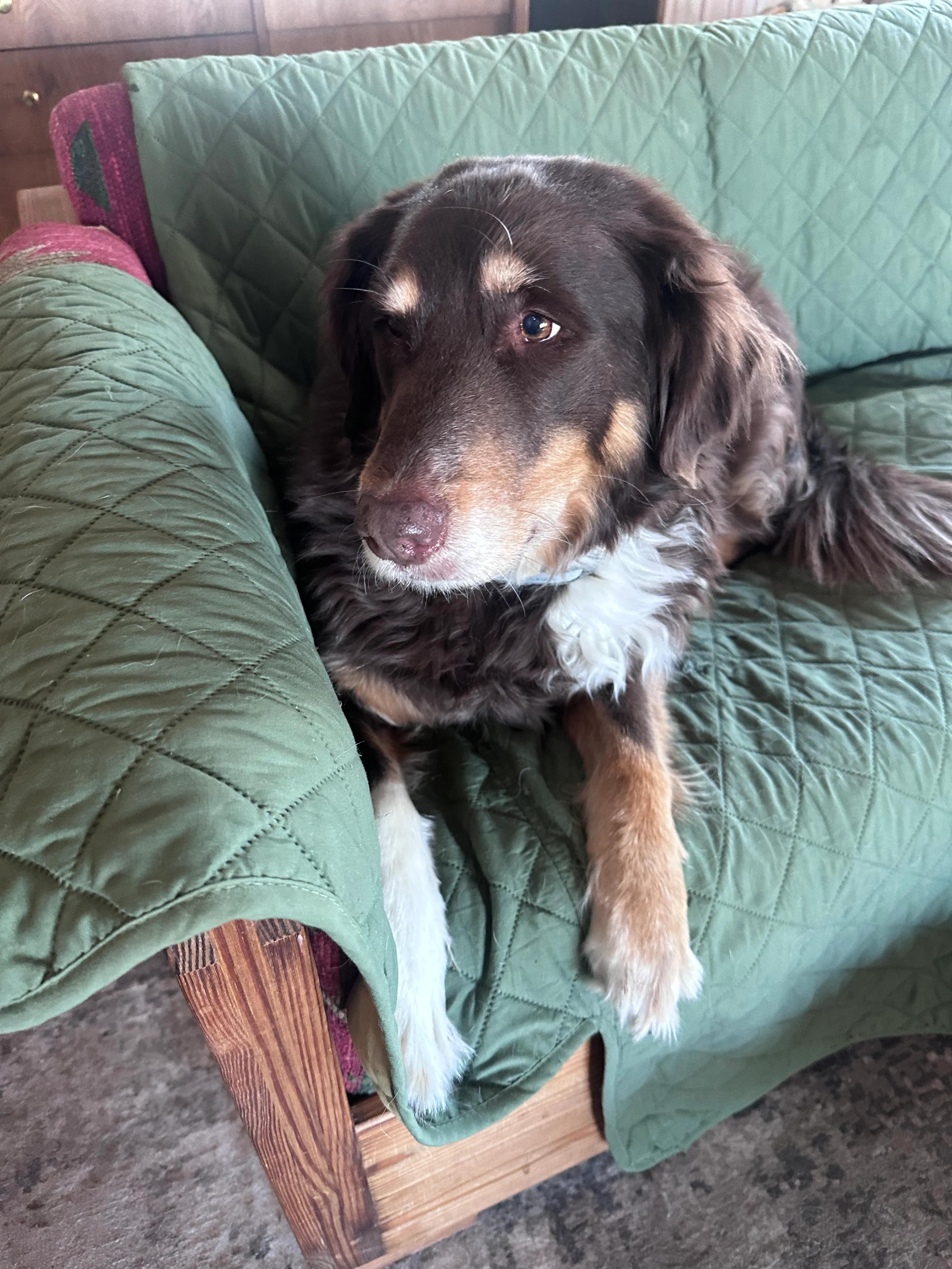 Enlarge Sienna - adopted!, an adopted Border Collie in Minneapolis, MN image 1/1