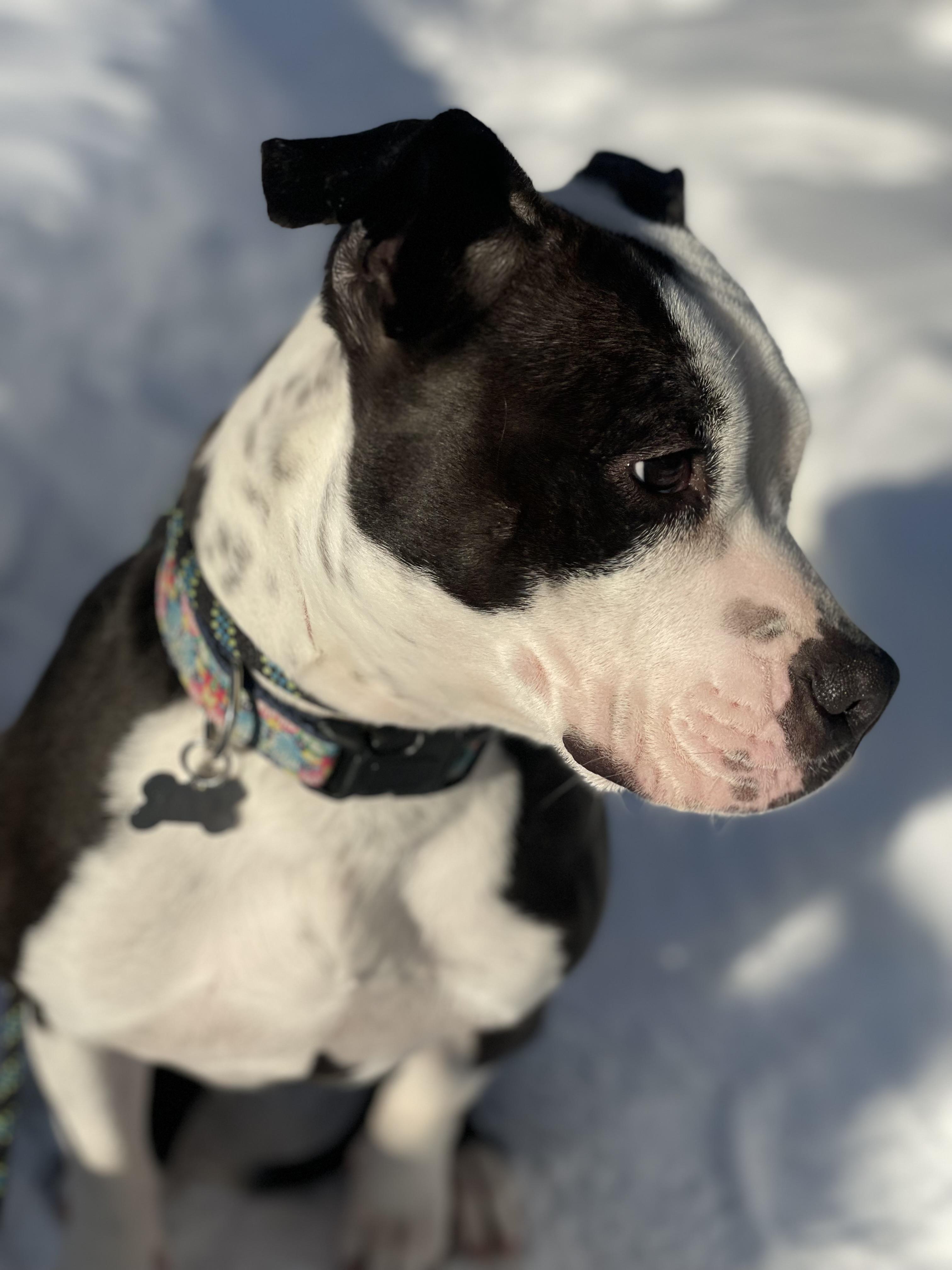 Bella, ADOPTABLE, Adult Female American Staffordshire Terrier.