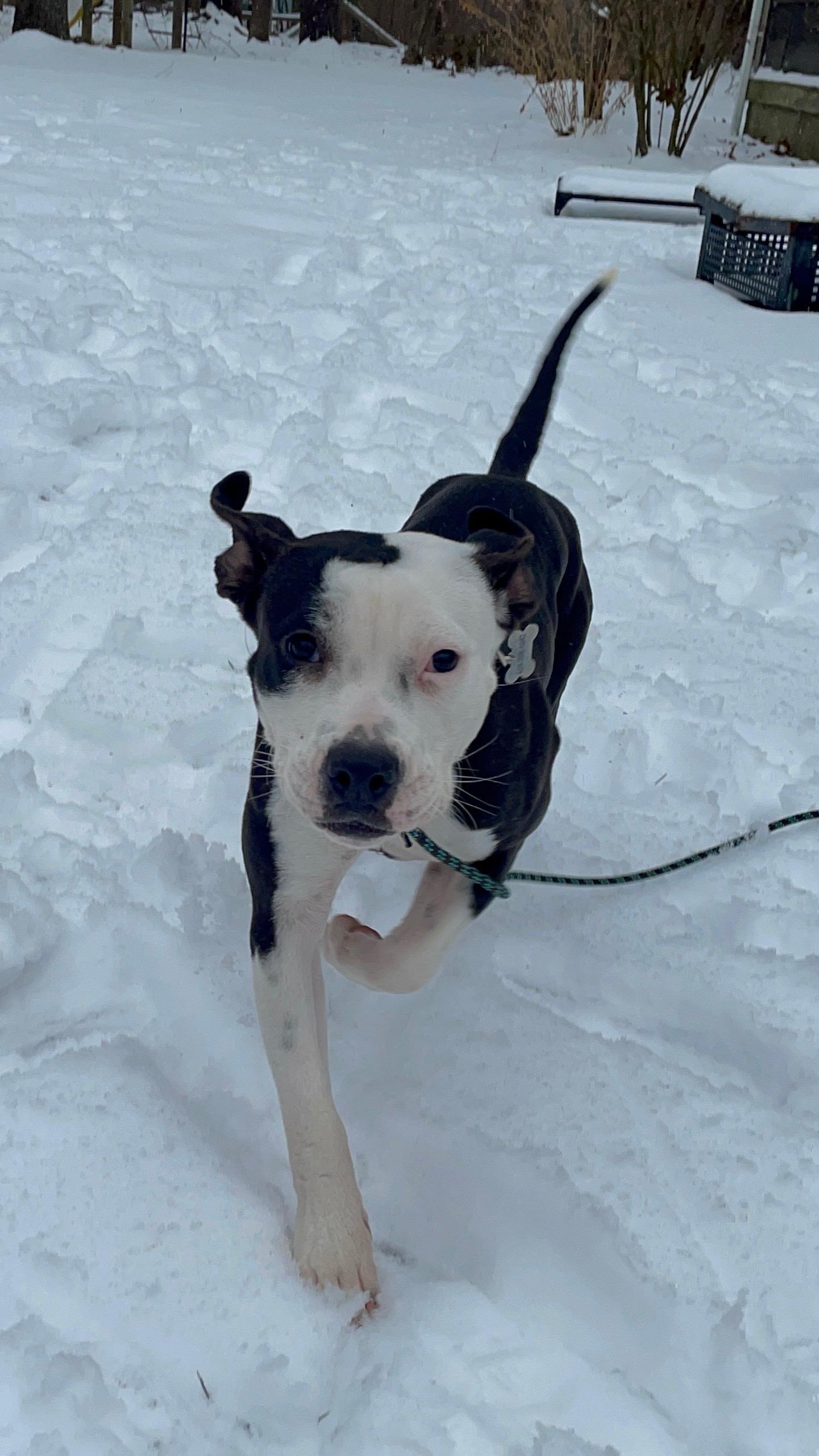 Enlarge Bella, a ADOPTABLE mixed breed in Simsbury , CT image 5/5