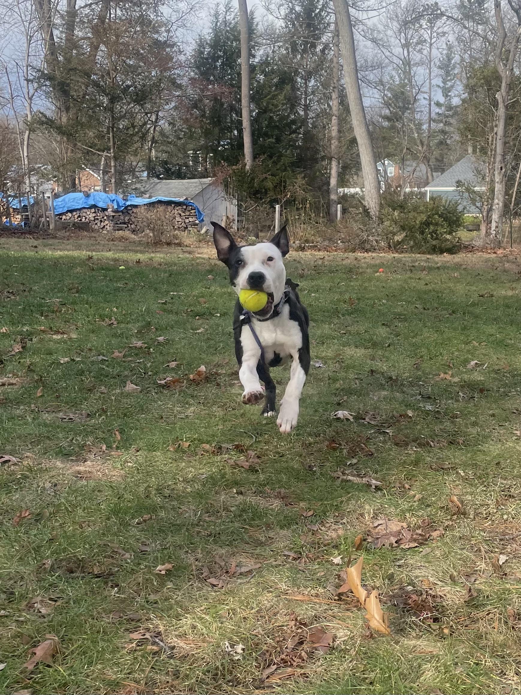 Bella, ADOPTABLE, Adult Female American Staffordshire Terrier.