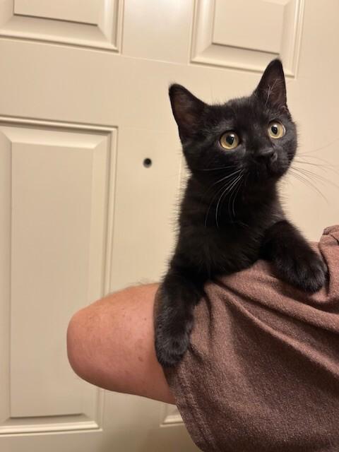 Bea, a Adoptable Domestic Short Hair in Arlington, WA image 1/3