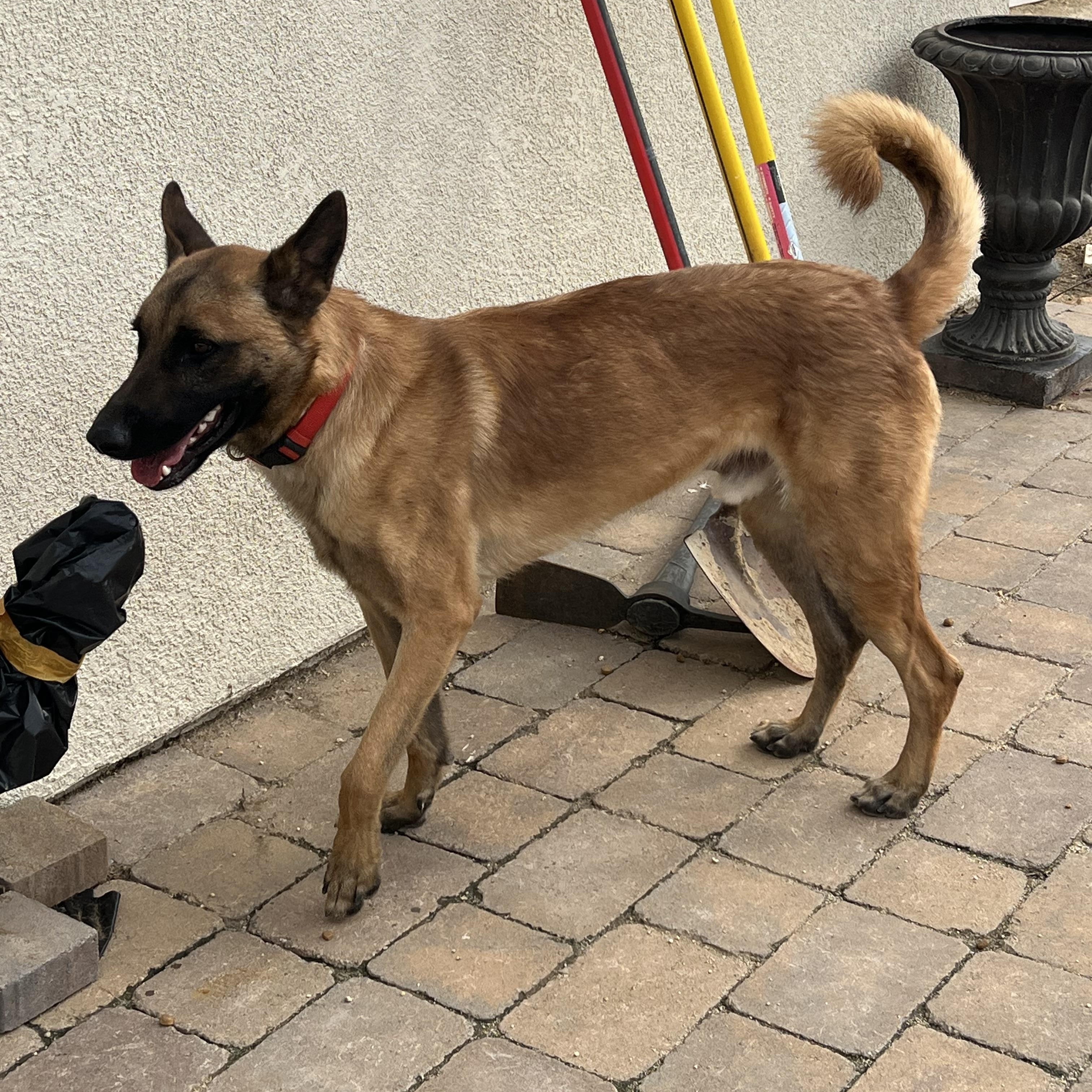 Monty, an adopted mixed breed in Weston, MA image 4/6