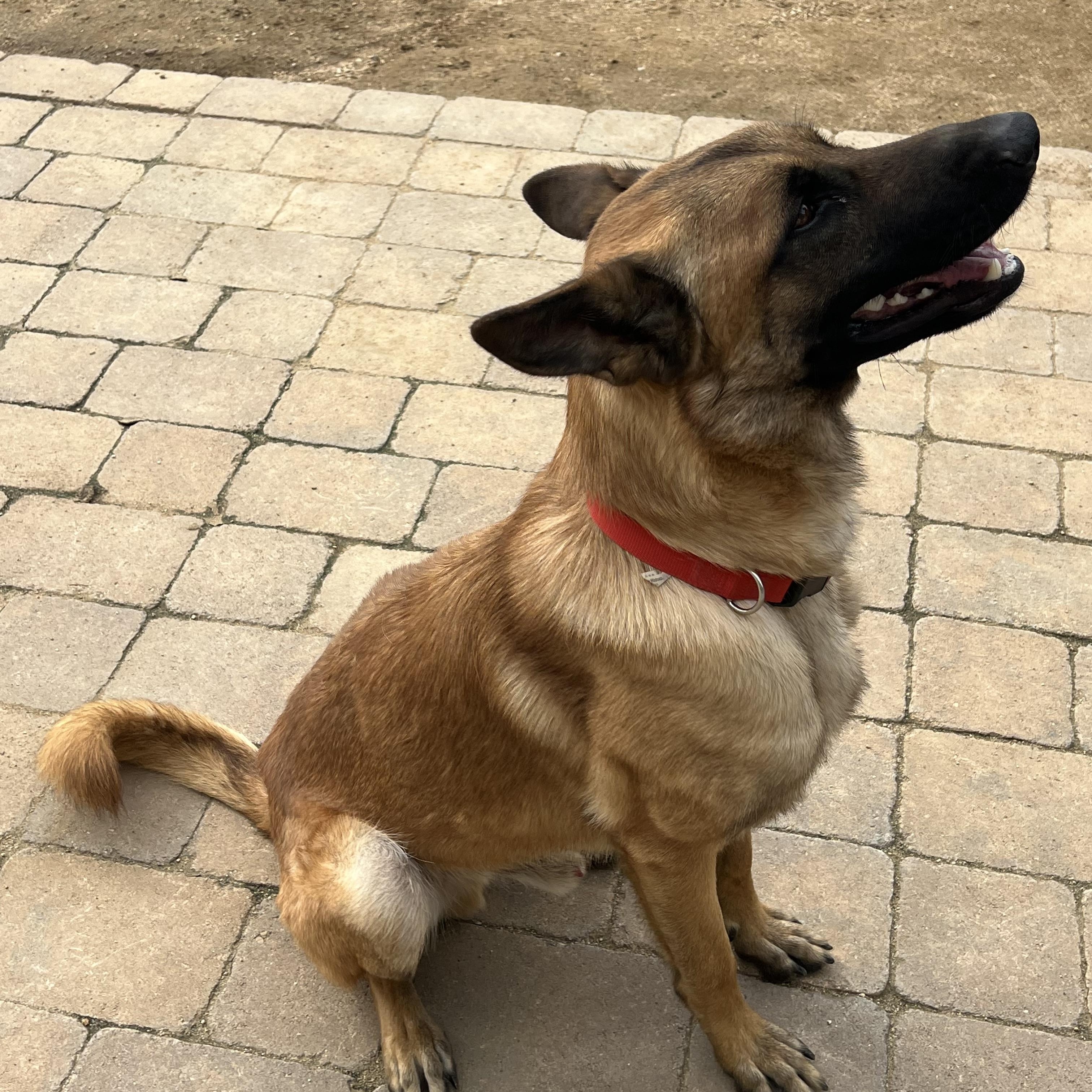 Monty, an adopted mixed breed in Weston, MA image 3/6