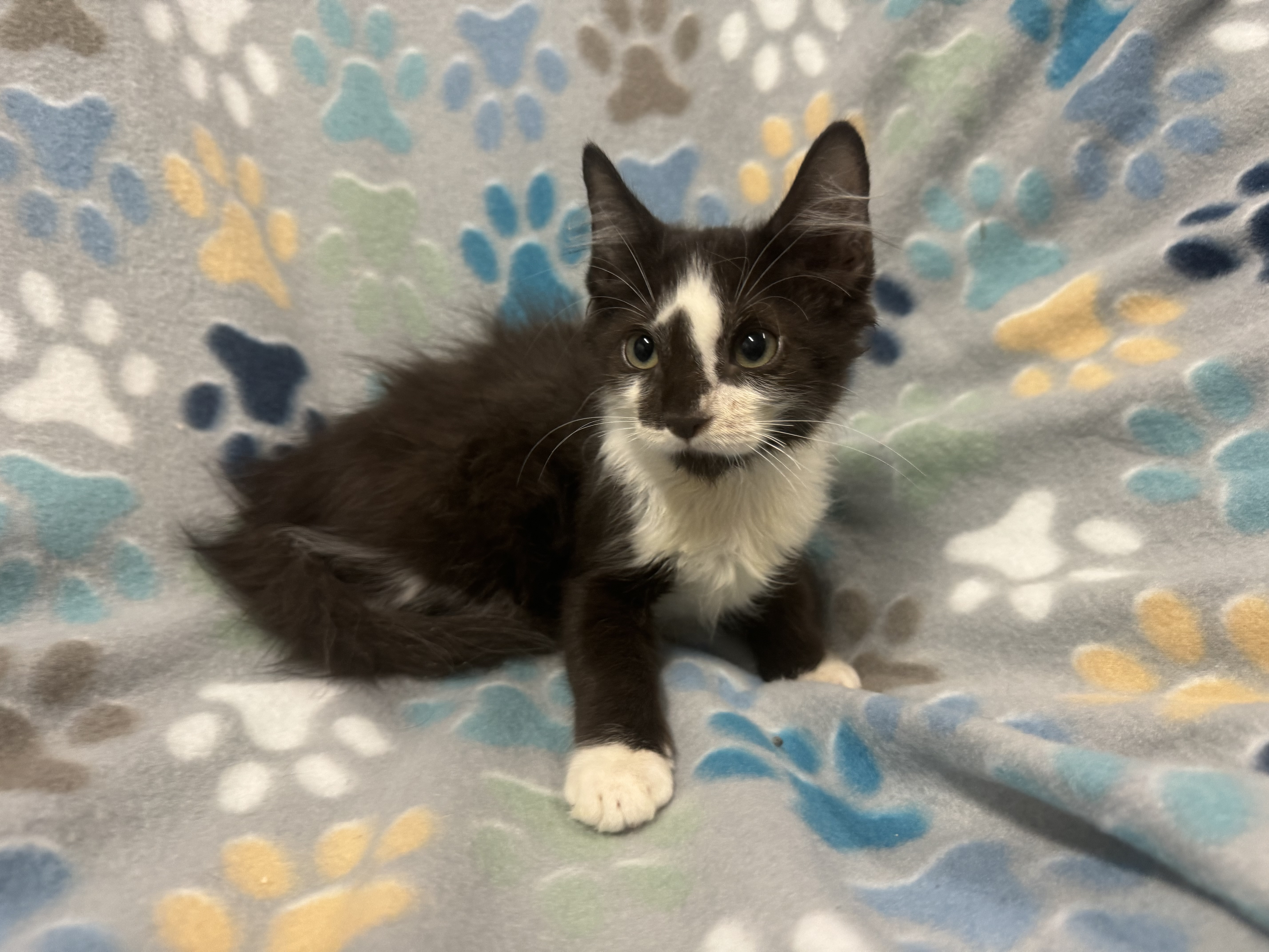 Falafel, Adopted, Kitten Male Domestic Medium Hair.