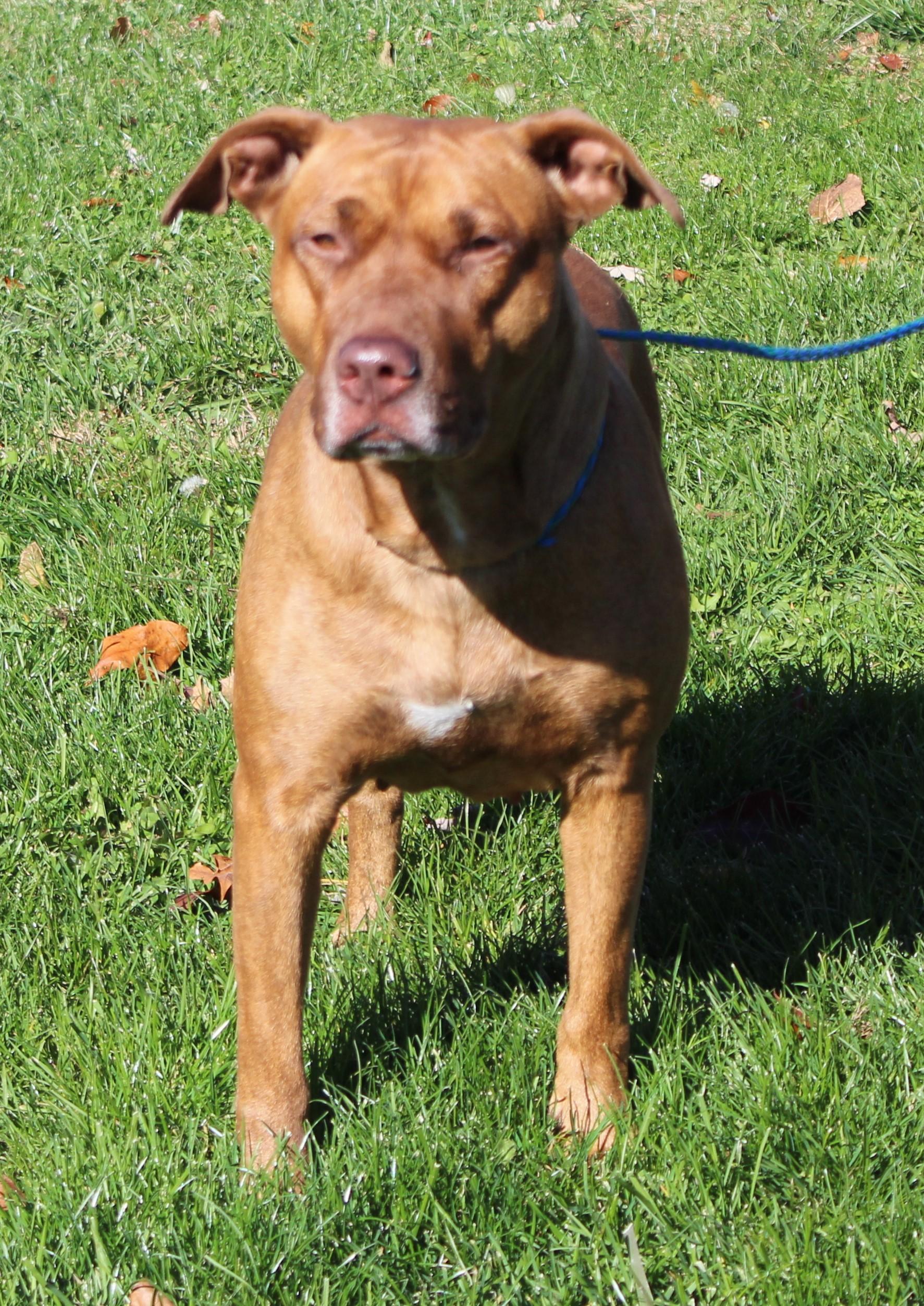 Elizabeth (9307), Adoptable, Adult Female Pit Bull Terrier.