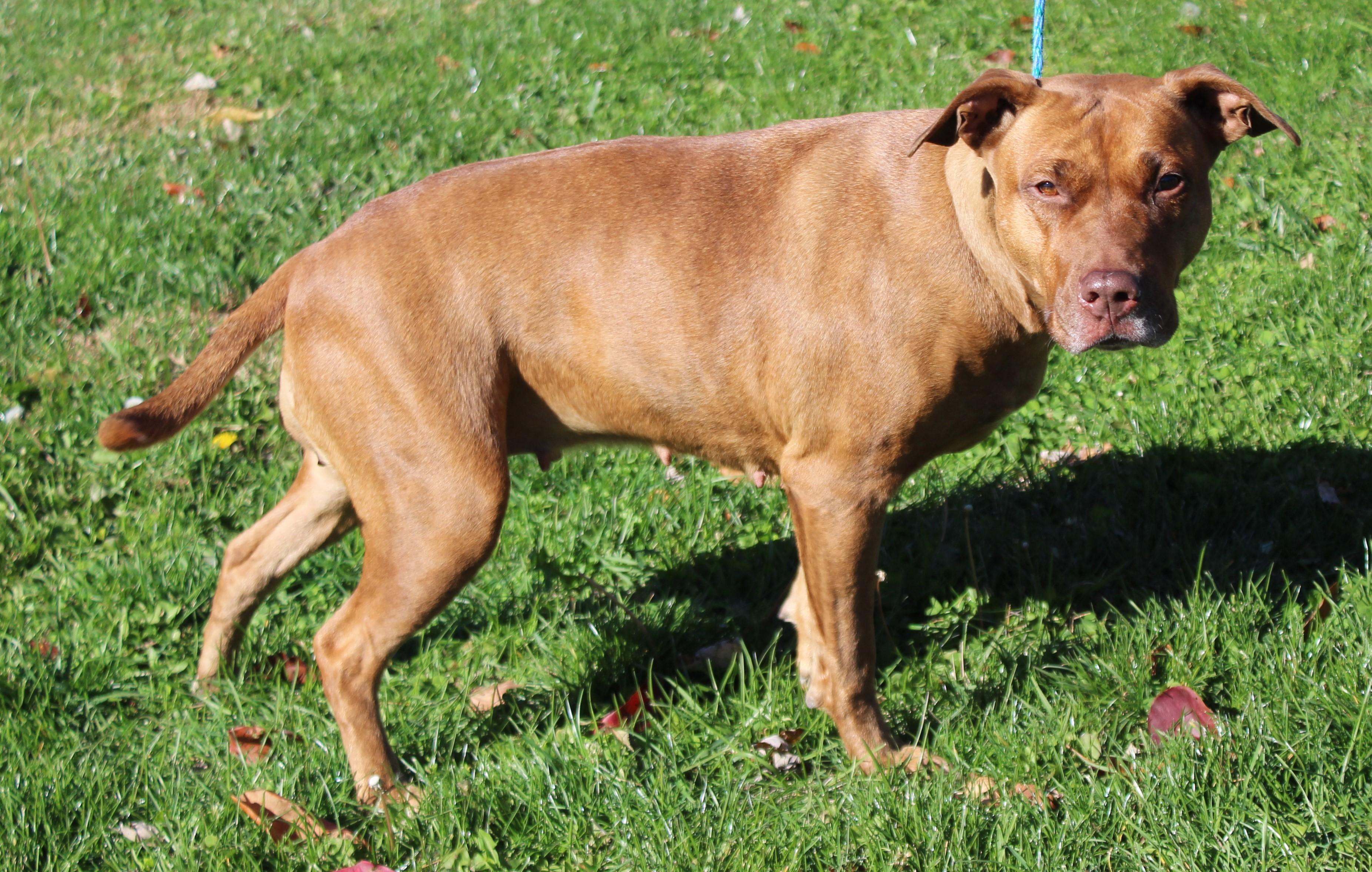 Enlarge Elizabeth (9307), a Adoptable mixed breed in Heath, OH image 3/4