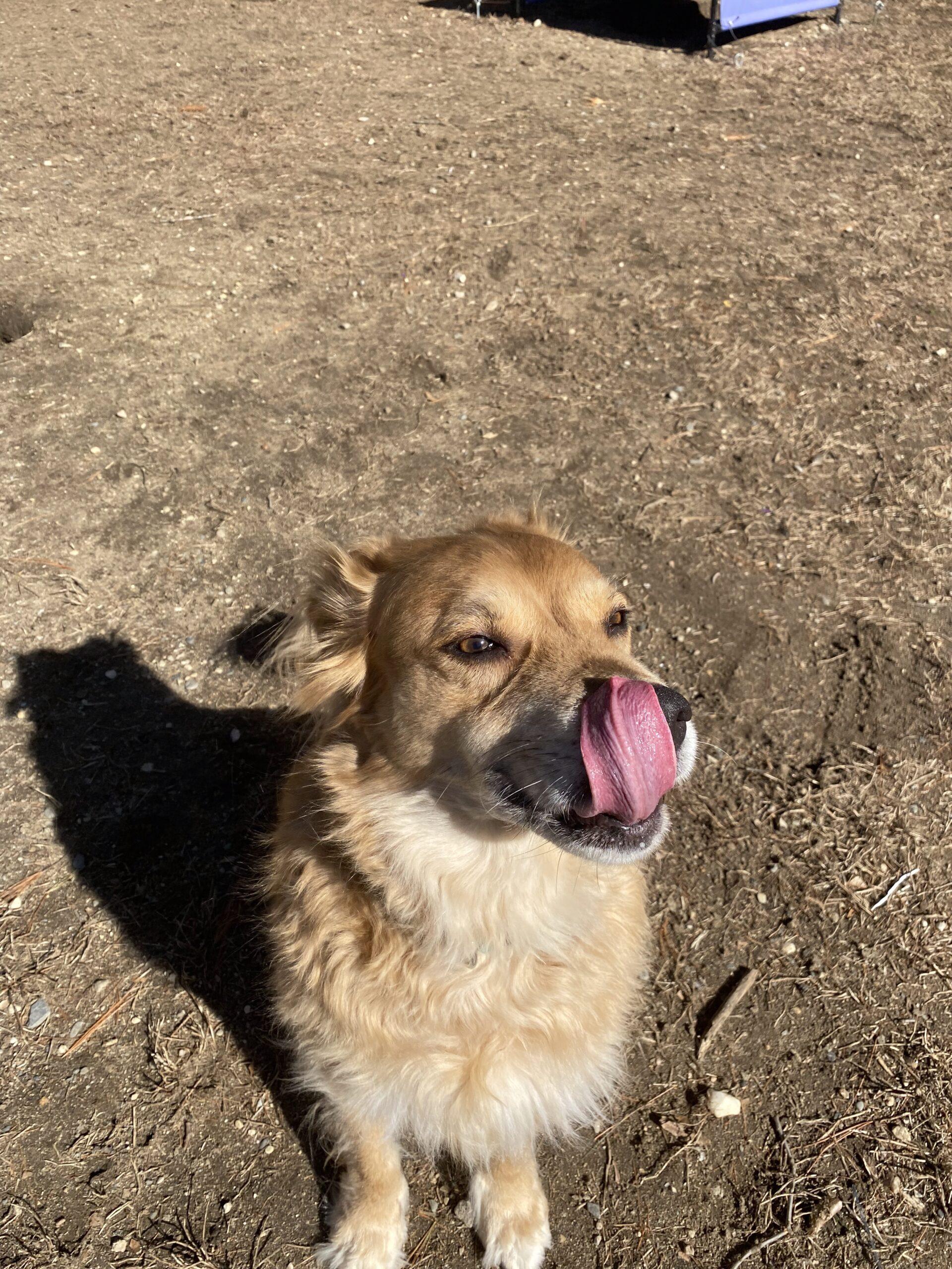 Zeus, adopted, Adult Male Golden Retriever.